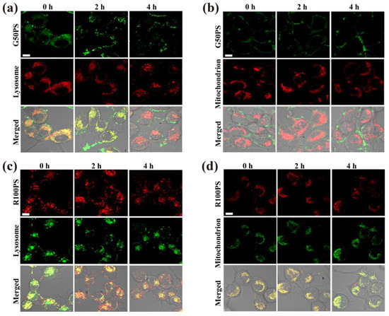 Endocytosis, Distribution, and Exocytosis of Polystyrene
