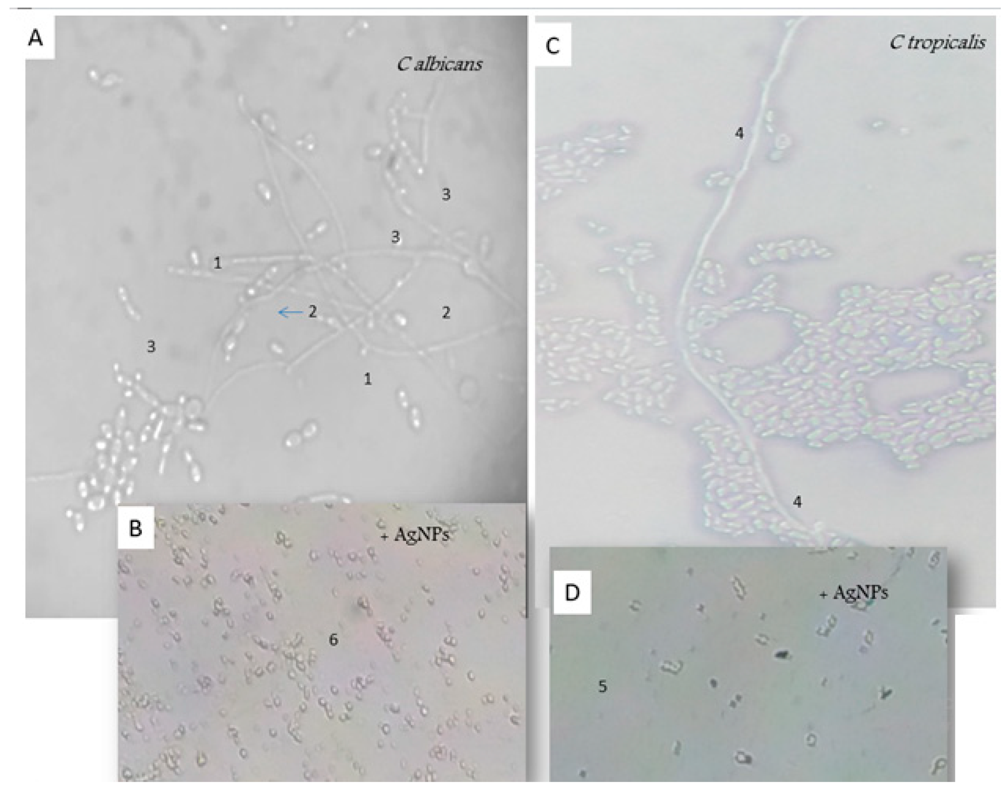 Nanomaterials 13 00100 g007 Nanomaterials 13 00100 g007