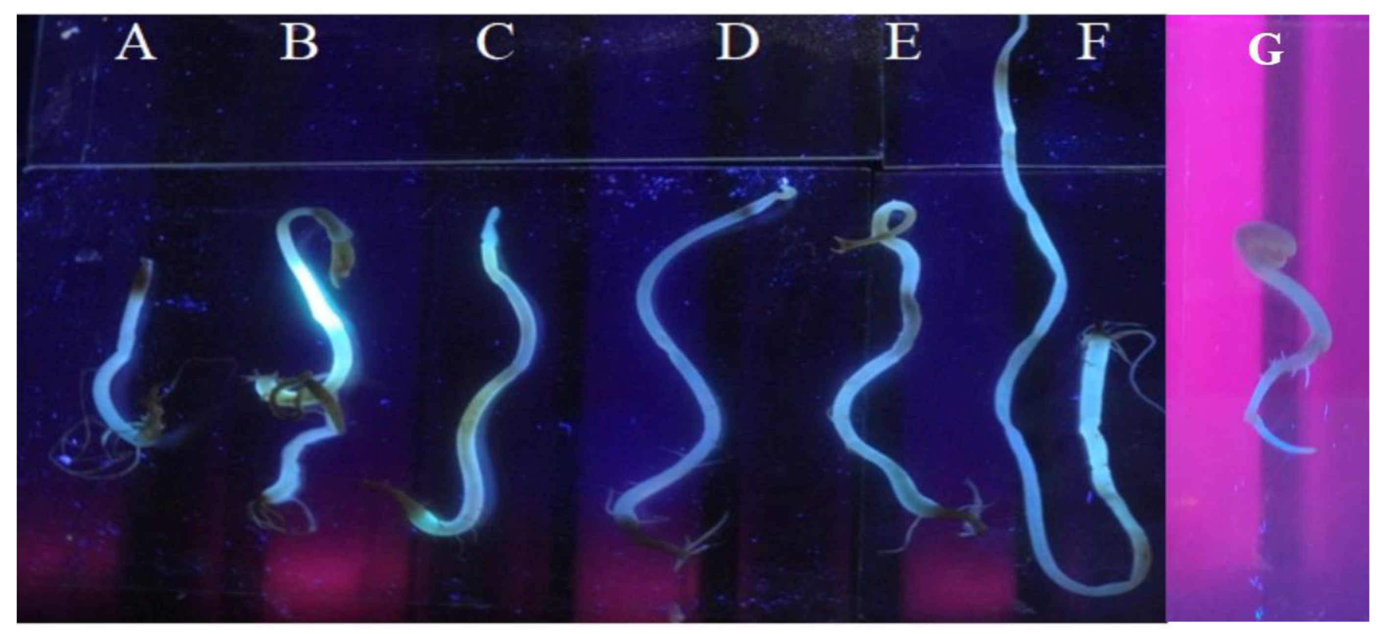 Nanomaterials 13 00209 g008 Nanomaterials 13 00209 g008