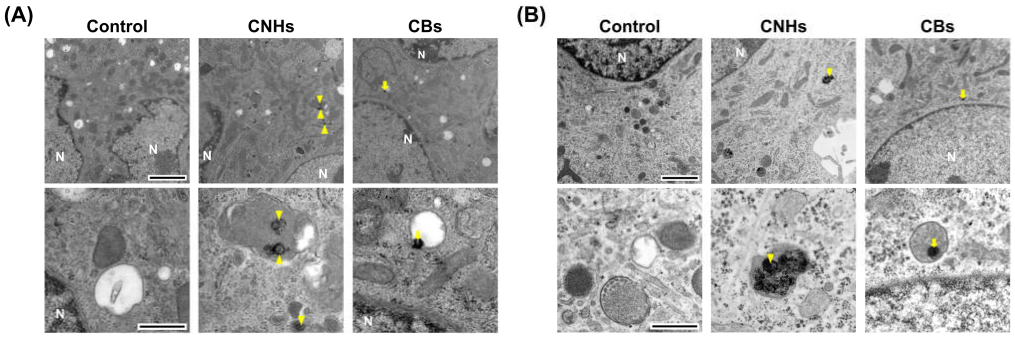 Nanomaterials 13 00244 g003