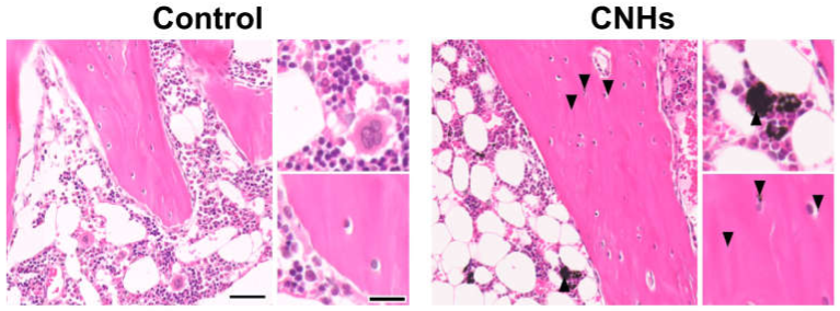 Nanomaterials 13 00244 g010