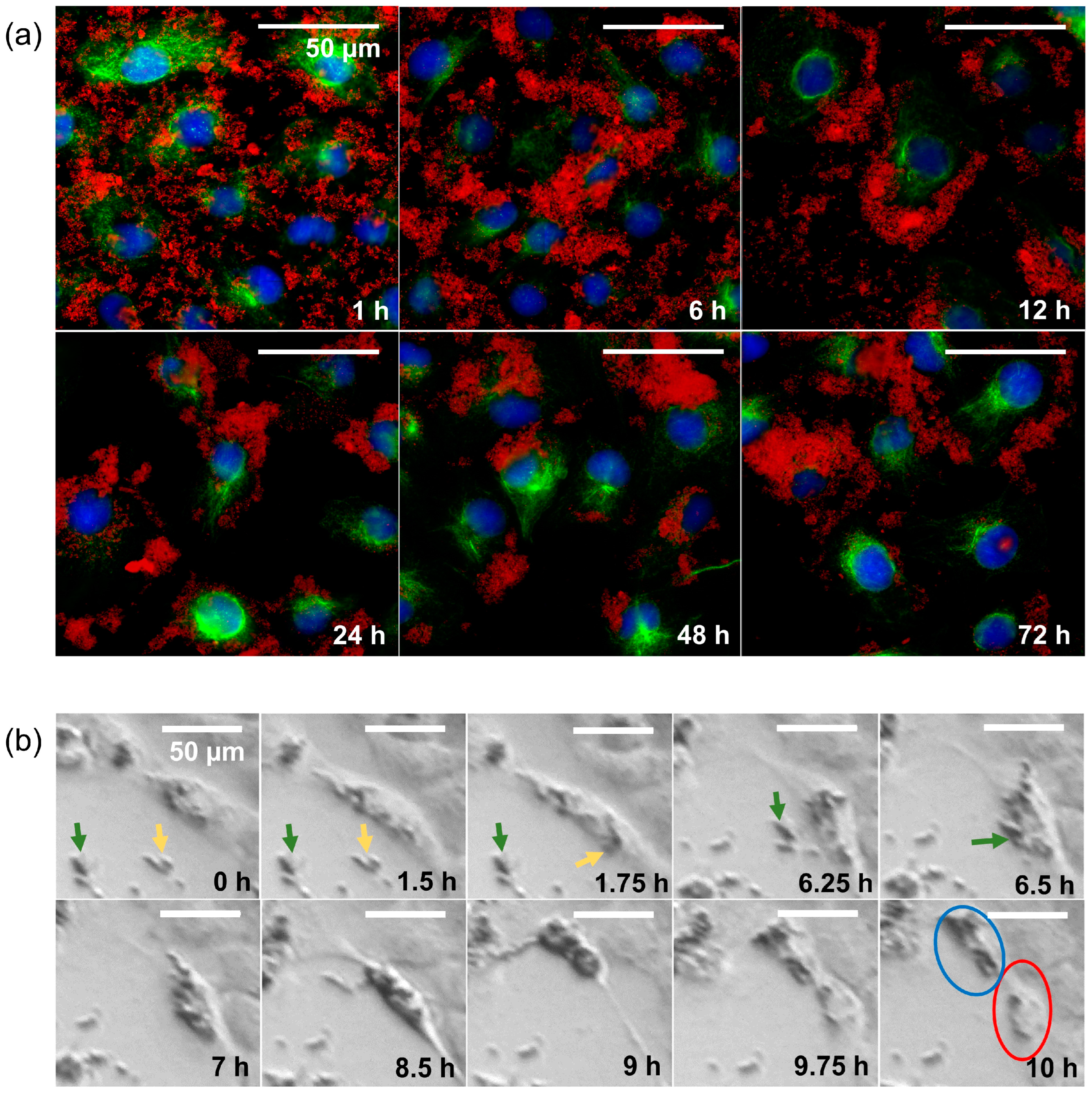 Nanomaterials 13 00330 g004 Nanomaterials 13 00330 g004