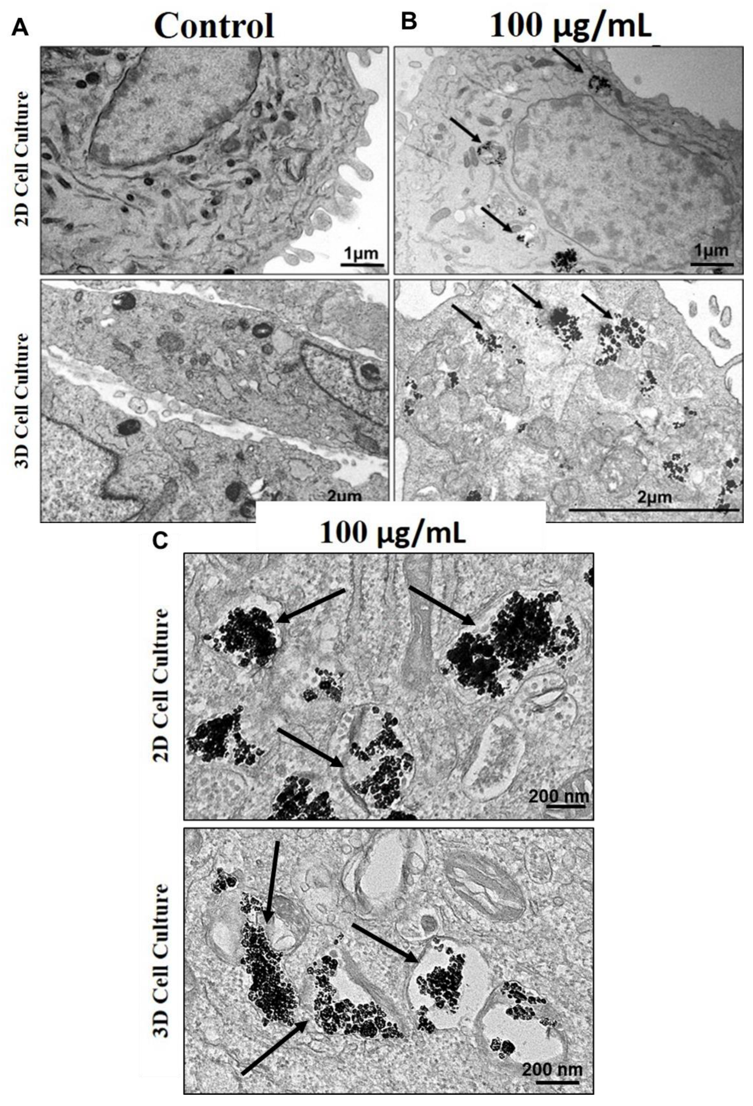 Nanomaterials 13 00425 g005