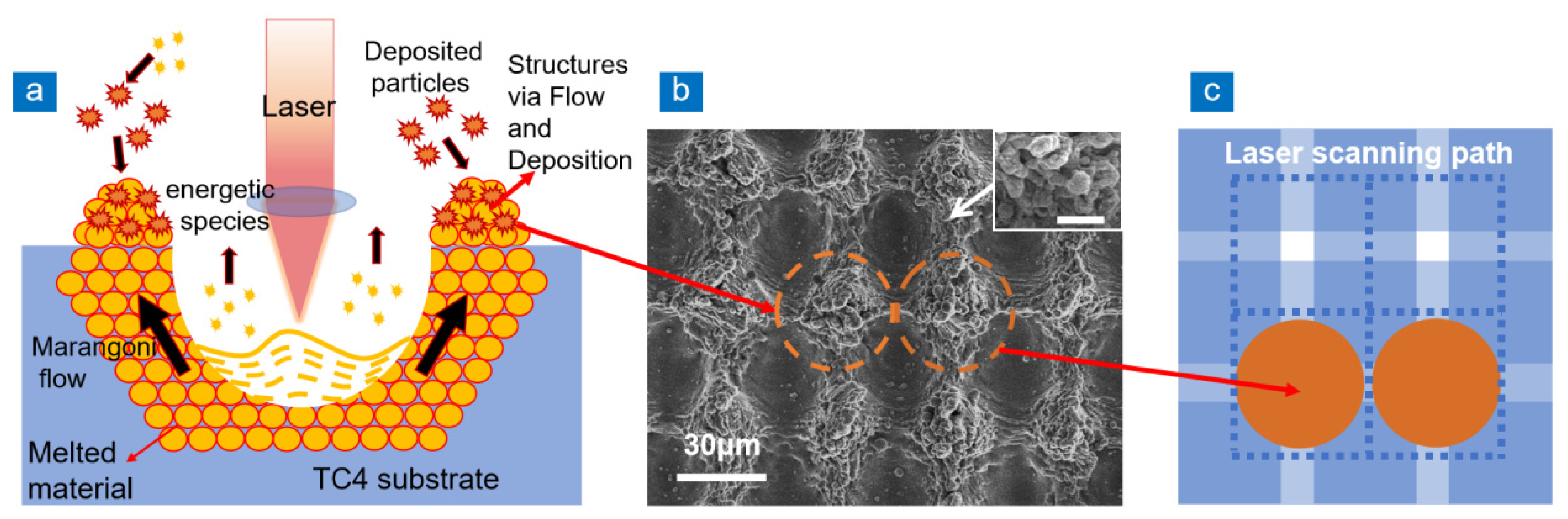 Advanced laser scanning for highly-efficient ablation and ultrafast surface  structuring: experiment and model