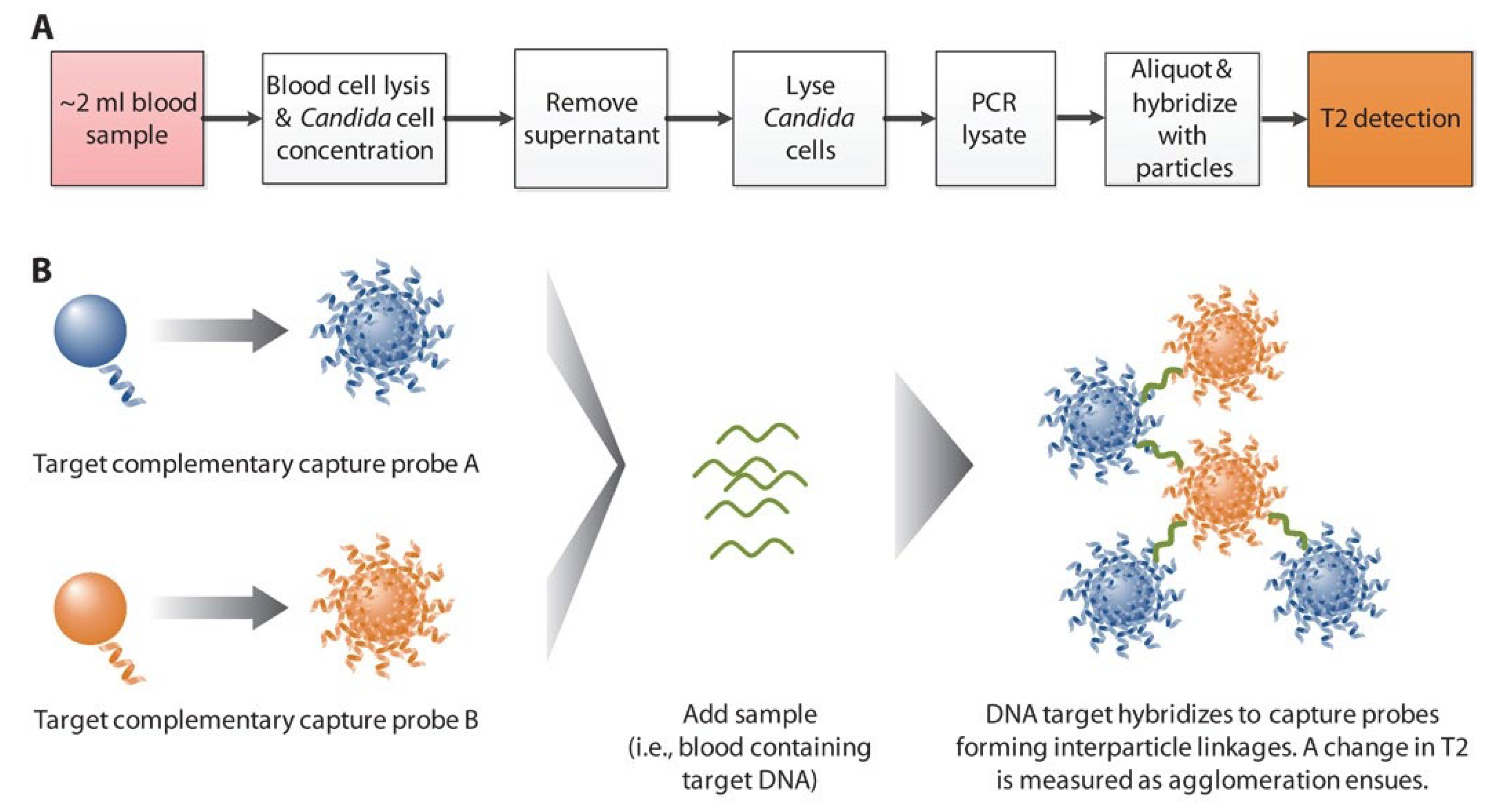 Nanomaterials 13 00483 g003