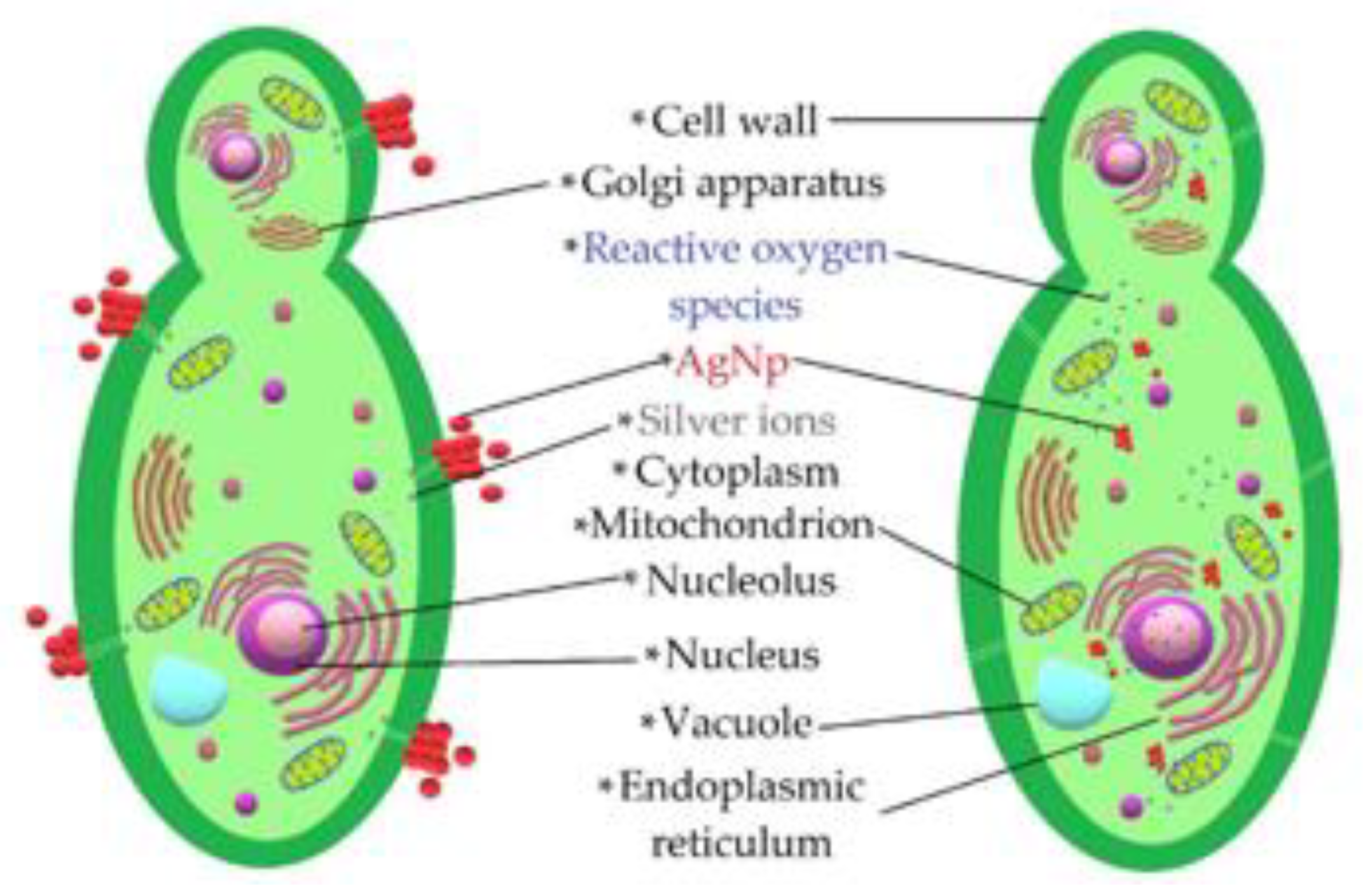 Nanomaterials 13 00548 g012