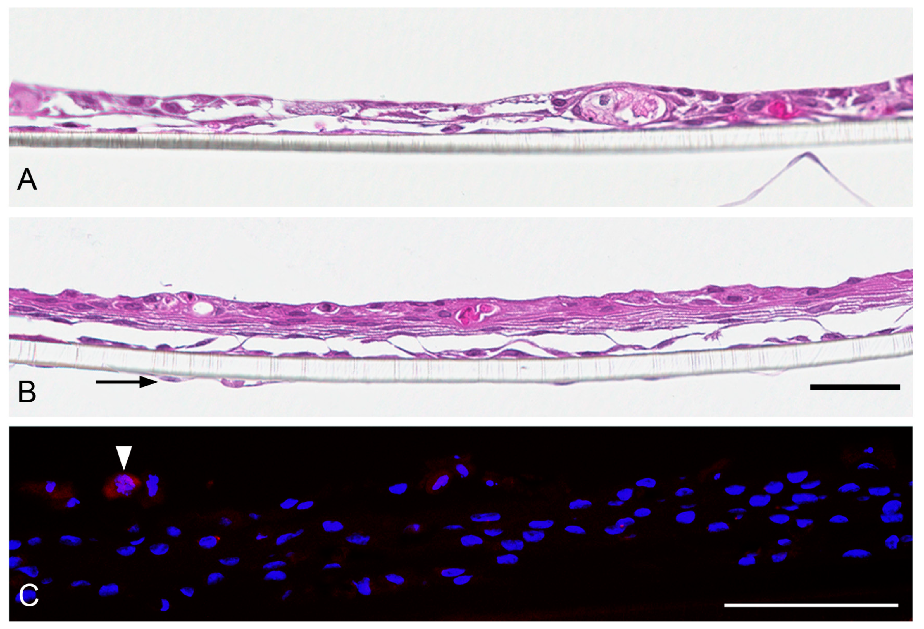 Nanomaterials 13 00682 g007