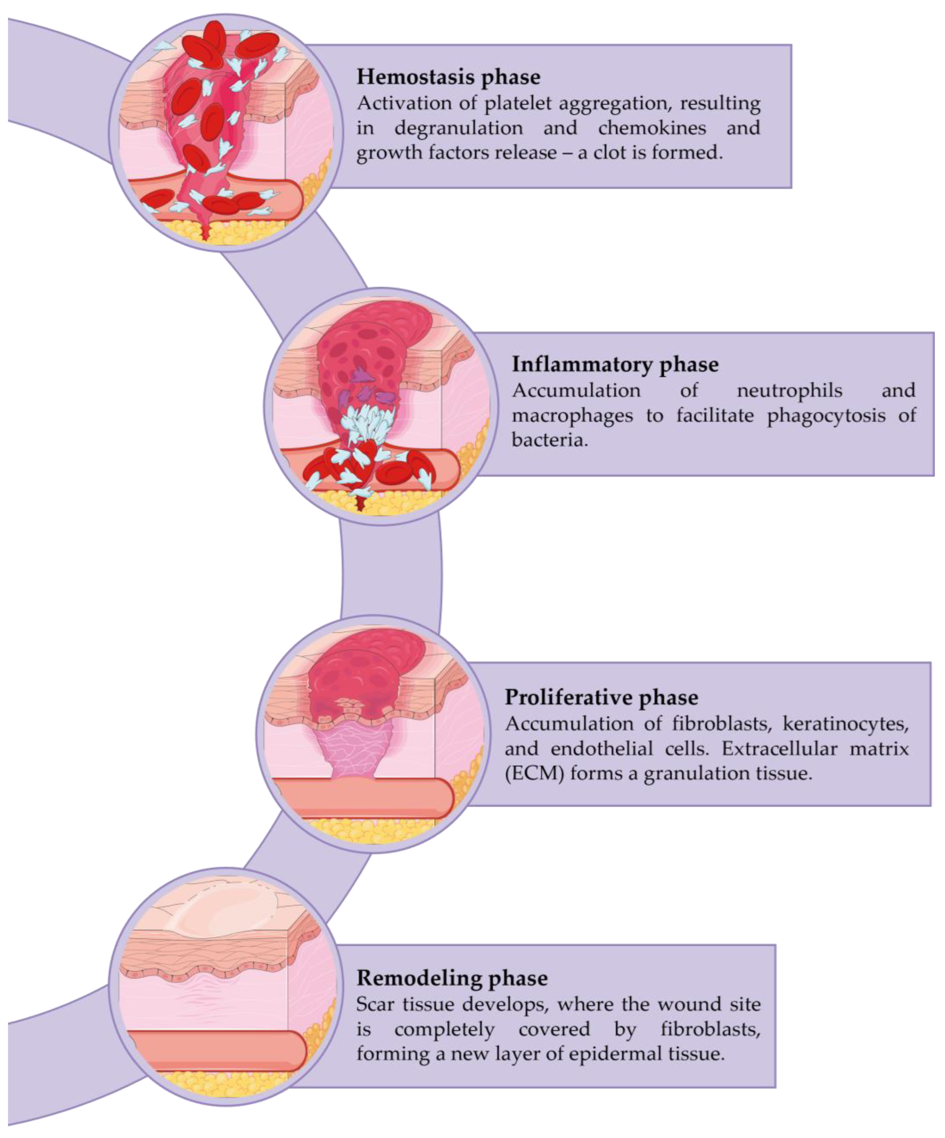 Nanomaterials | Free Full-Text | The Effects of Chitosan on the Healing  Process of Oral Mucosa: An Observational Cohort Feasibility Split-Mouth  Study