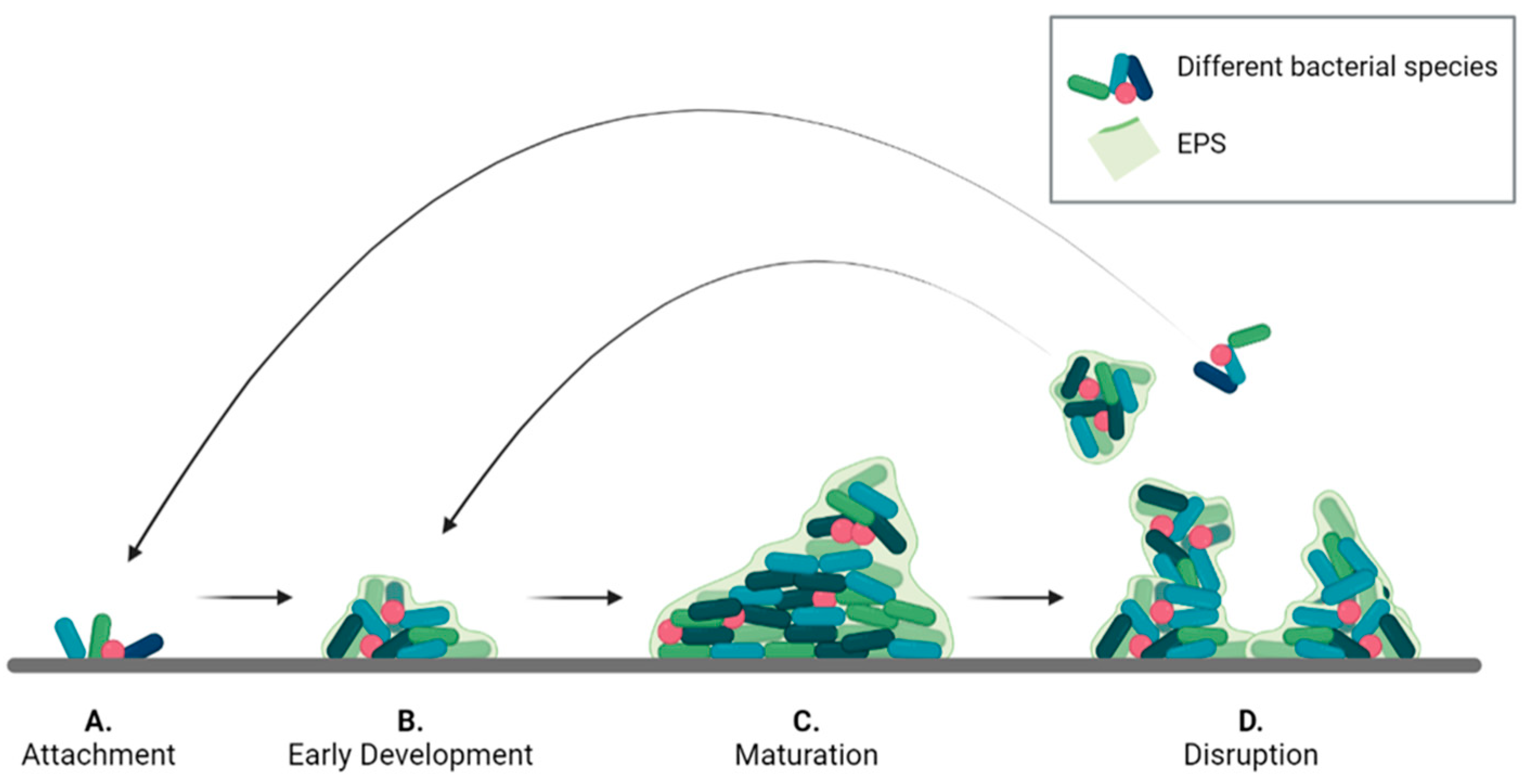 In Vitro Models of Bacterial Biofilms: Innovative Tools to In Vitro Models of Bacterial Biofilms: Innovative Tools to