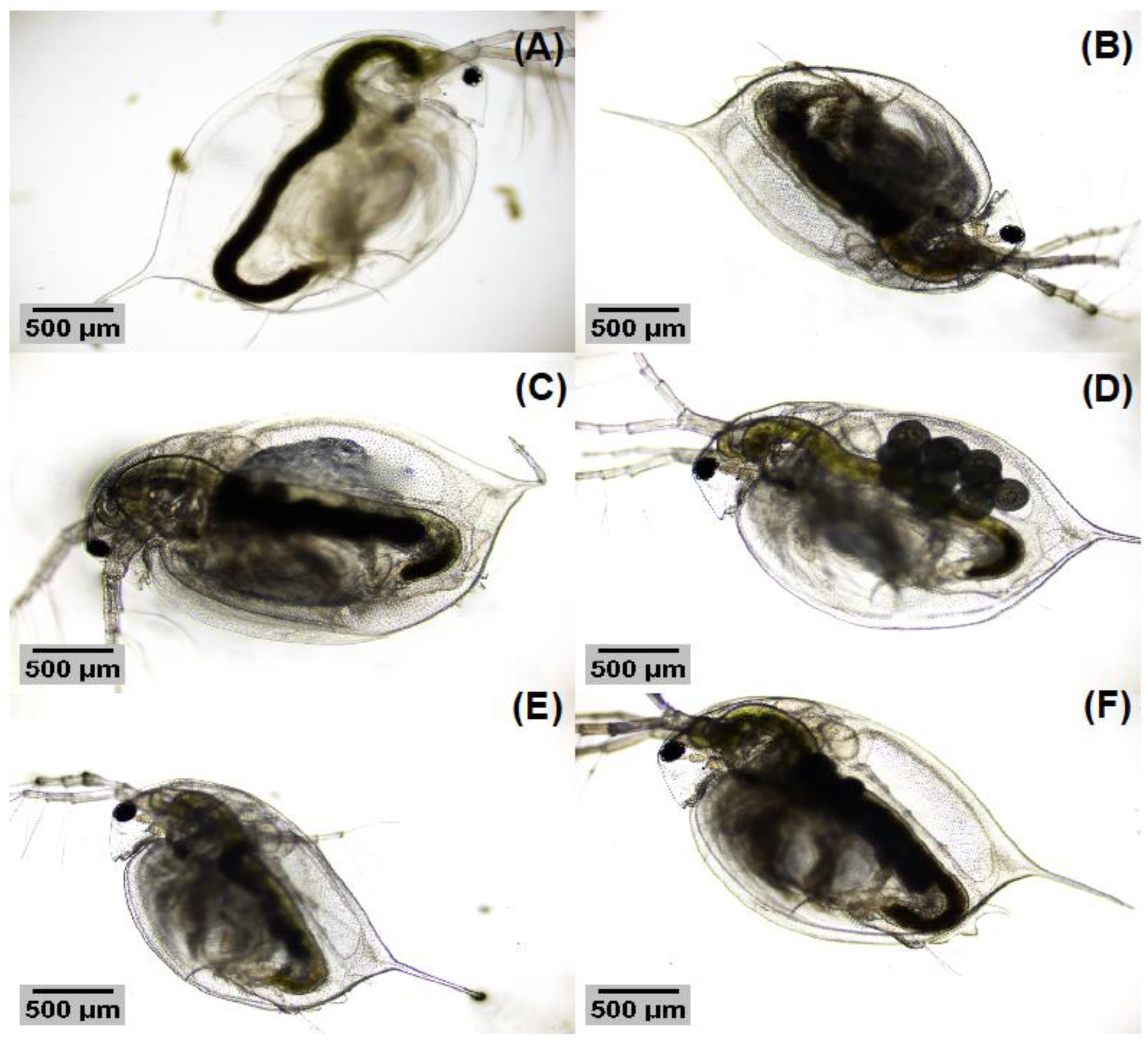 Nanomaterials 13 00927 g010 Nanomaterials 13 00927 g010