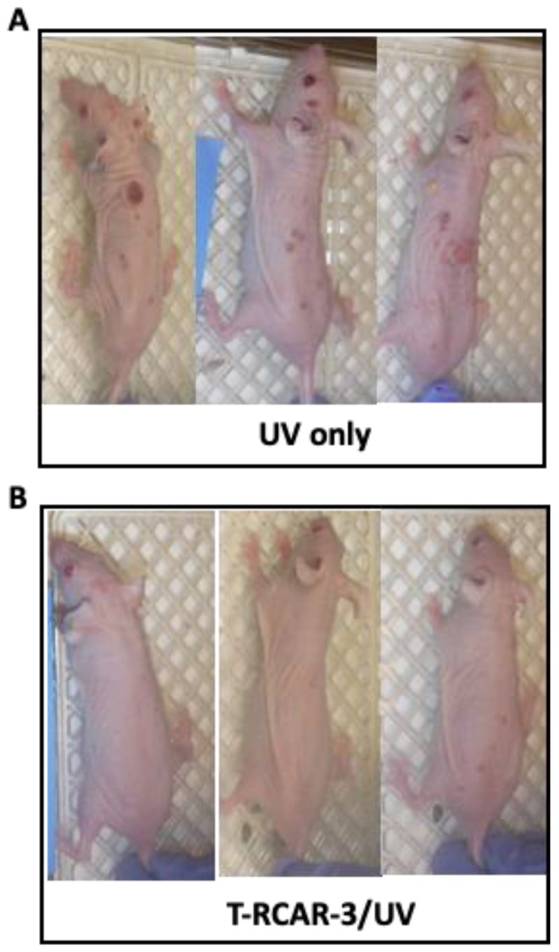 Nanomaterials 13 00929 g008