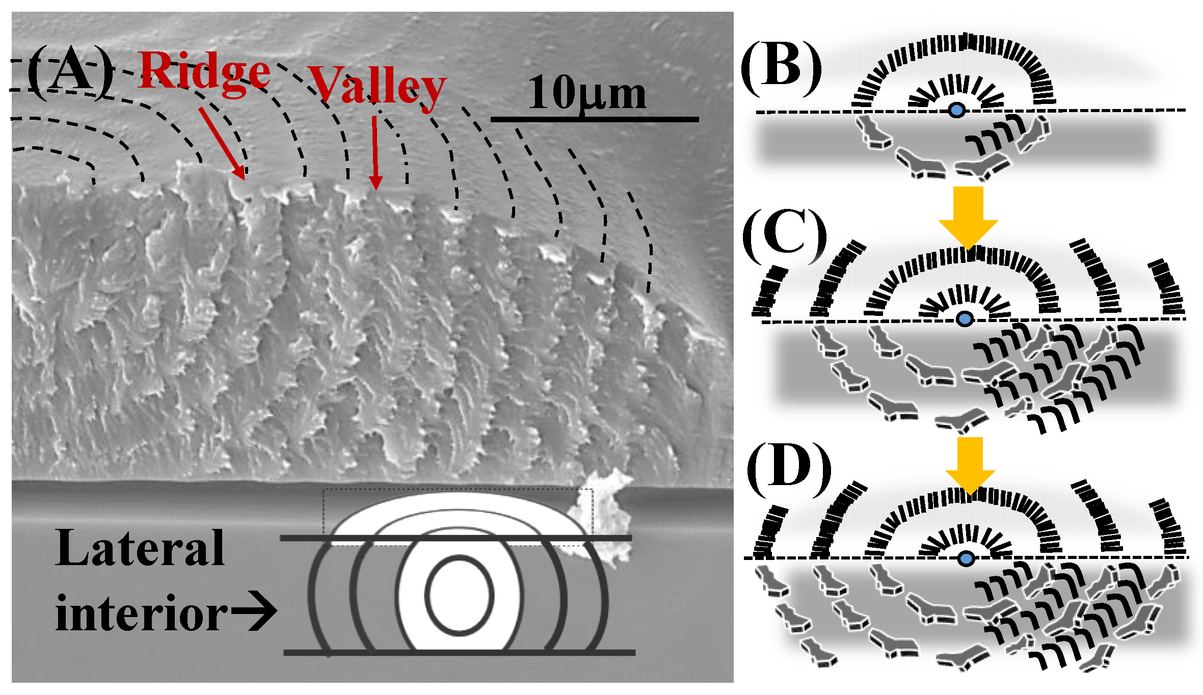 Nanomaterials 13 01016 g004