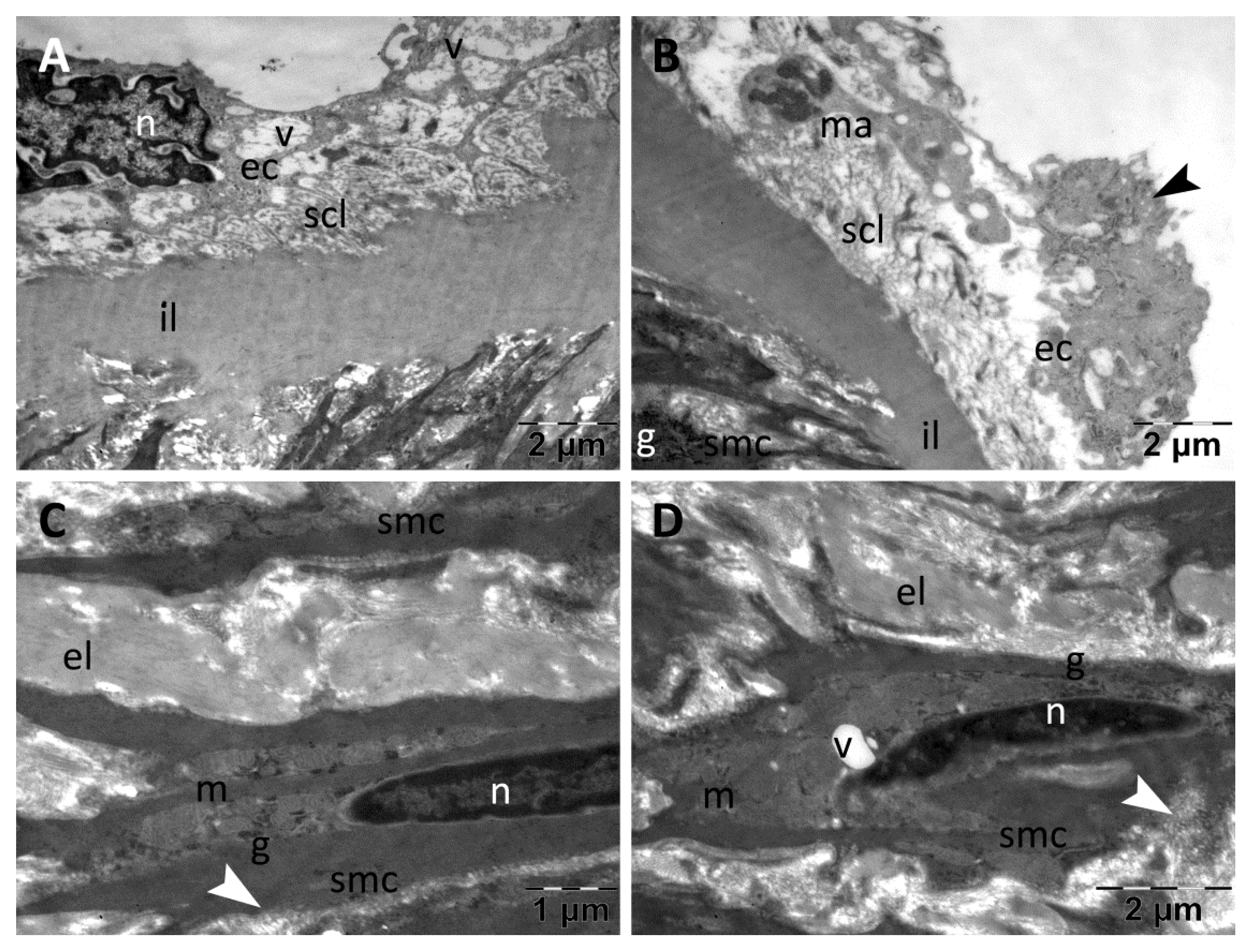 Nanomaterials 13 01101 g008