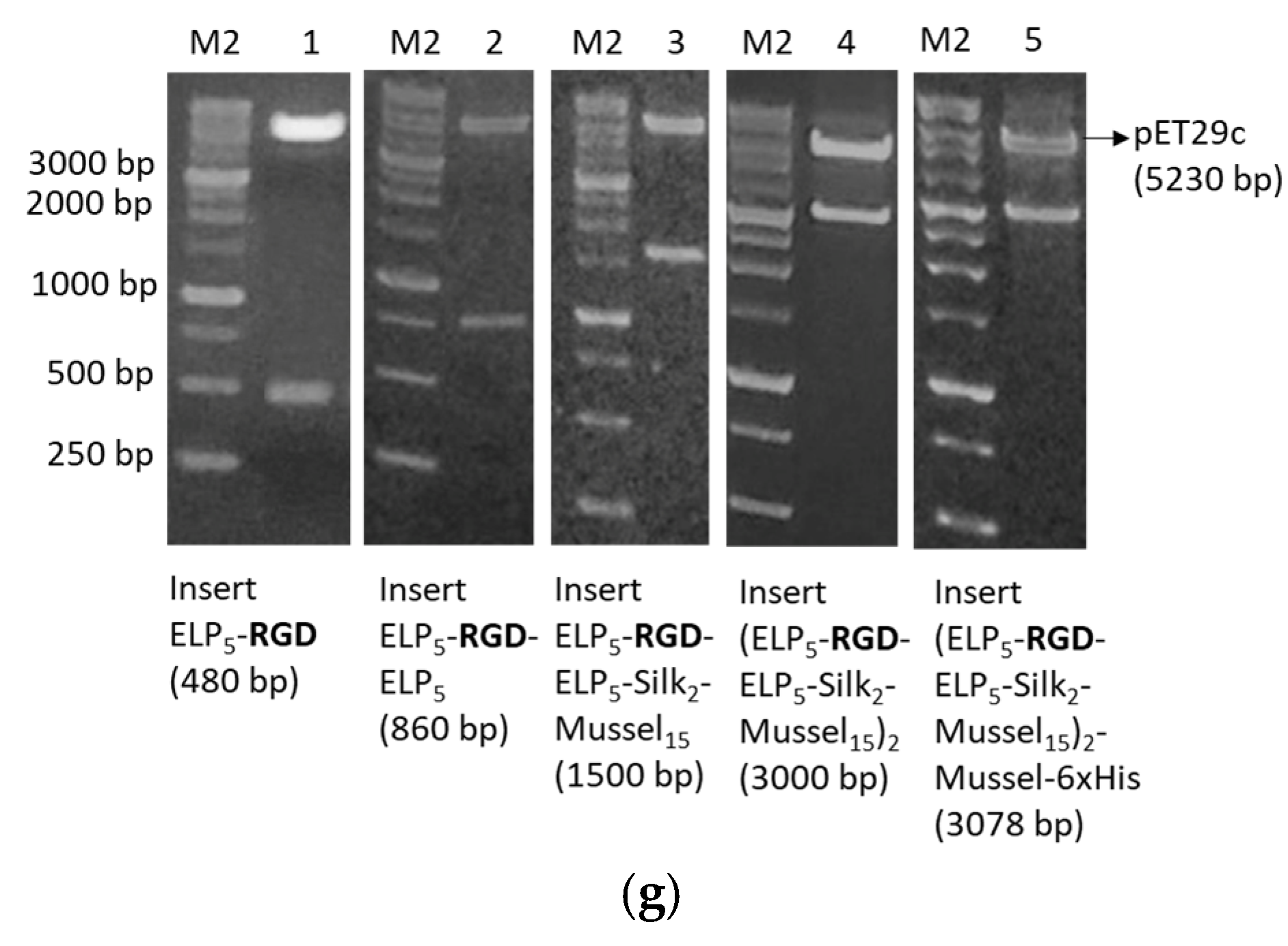 Nanomaterials 13 01236 g001b