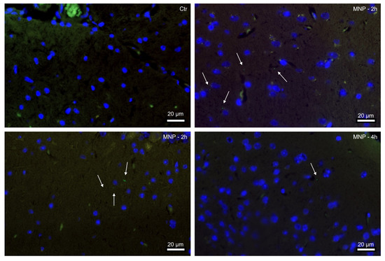 Nanomaterials 13 01404 g003 550