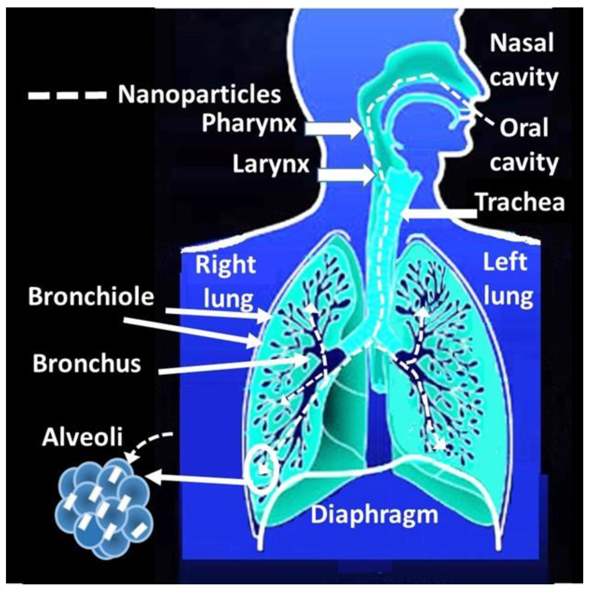 Nanomaterials 13 01454 g003