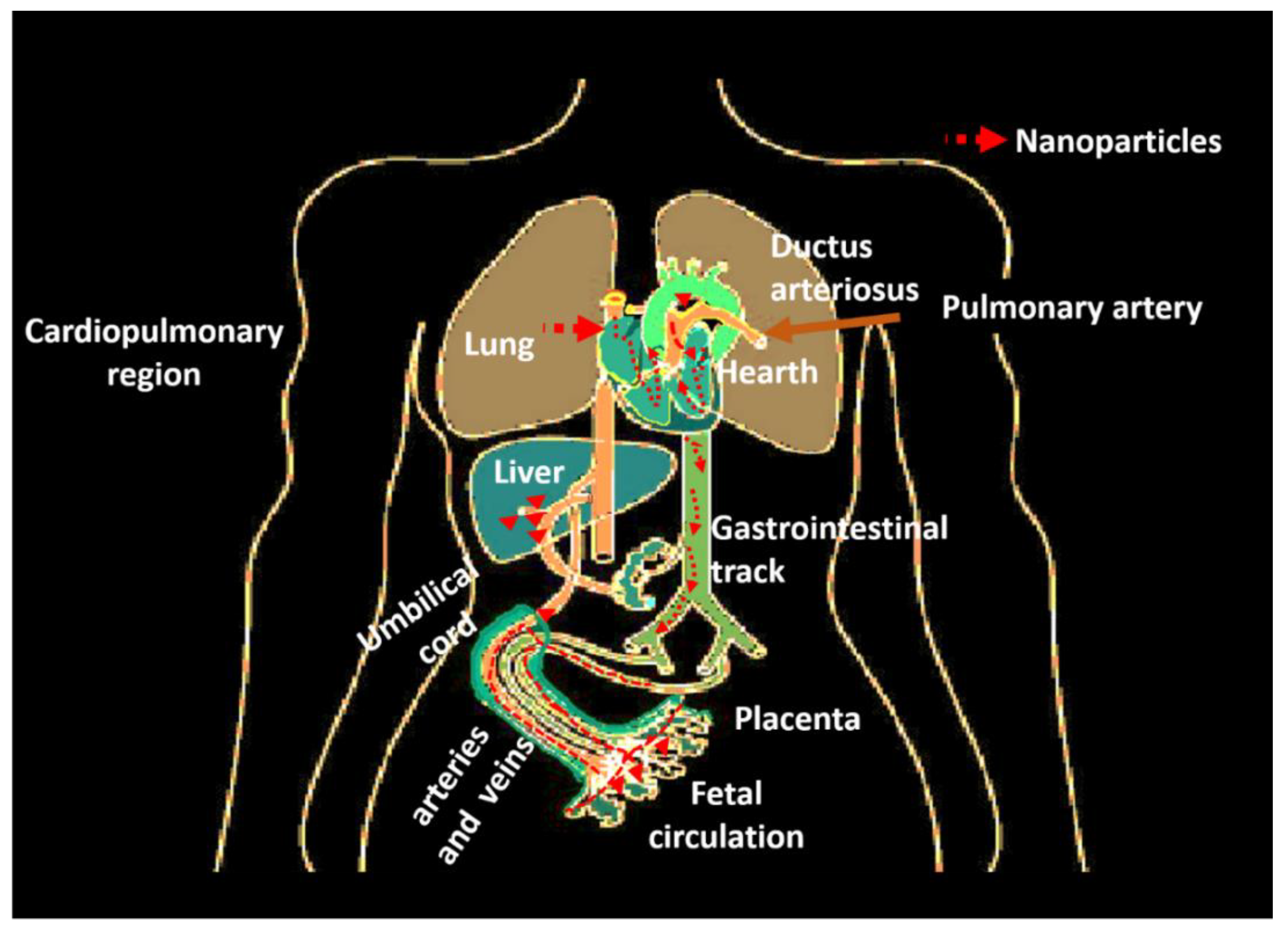 Nanomaterials 13 01454 g004