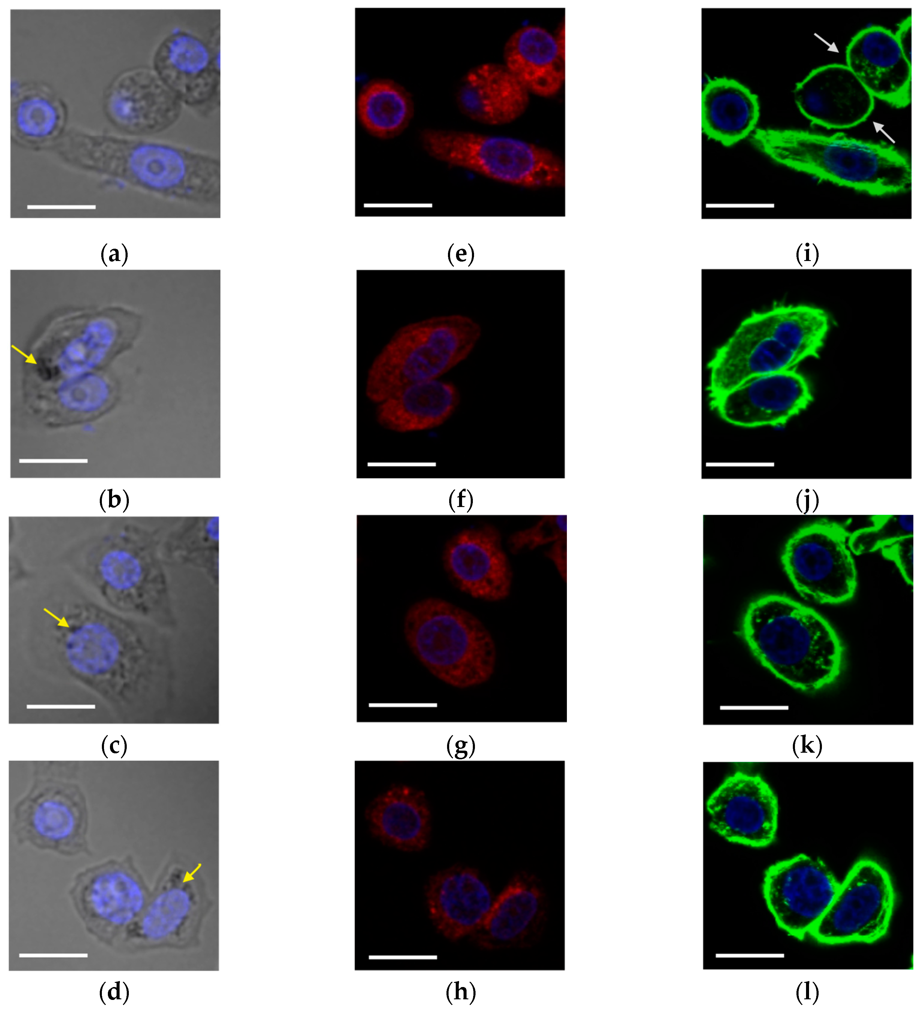 Nanomaterials 13 01624 g008a Nanomaterials 13 01624 g008a