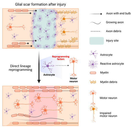 Gene Therapy Using Efficient Direct Lineage Reprogramming Technology ...