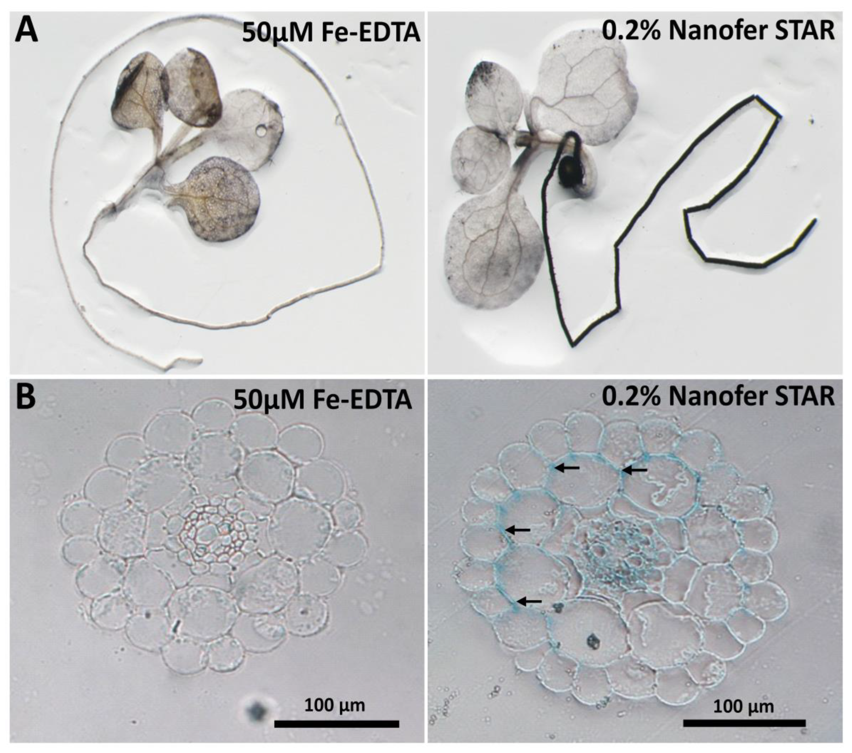 Nanomaterials 13 01736 g001
