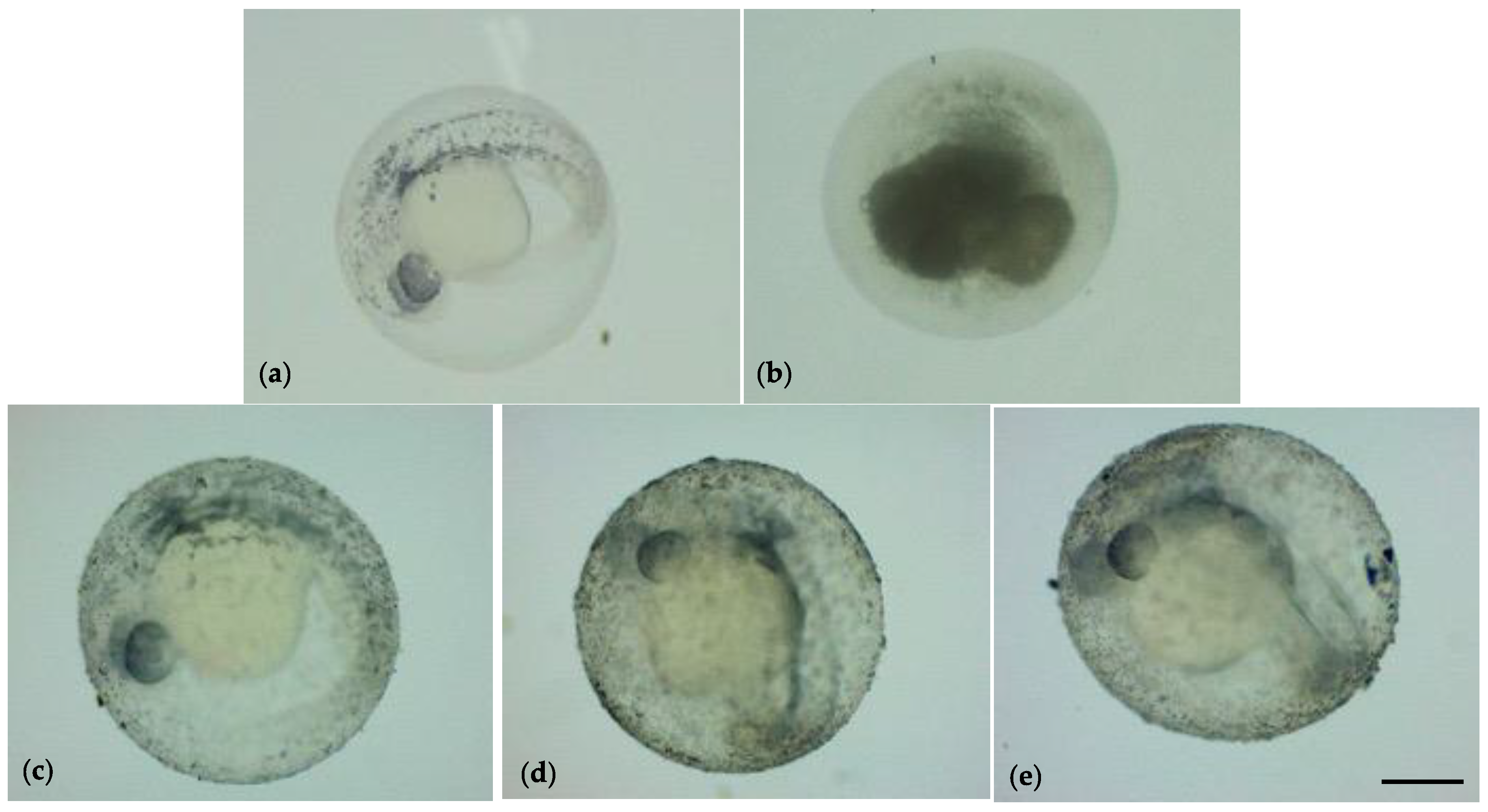 Nanomaterials 13 01783 g002 Nanomaterials 13 01783 g002