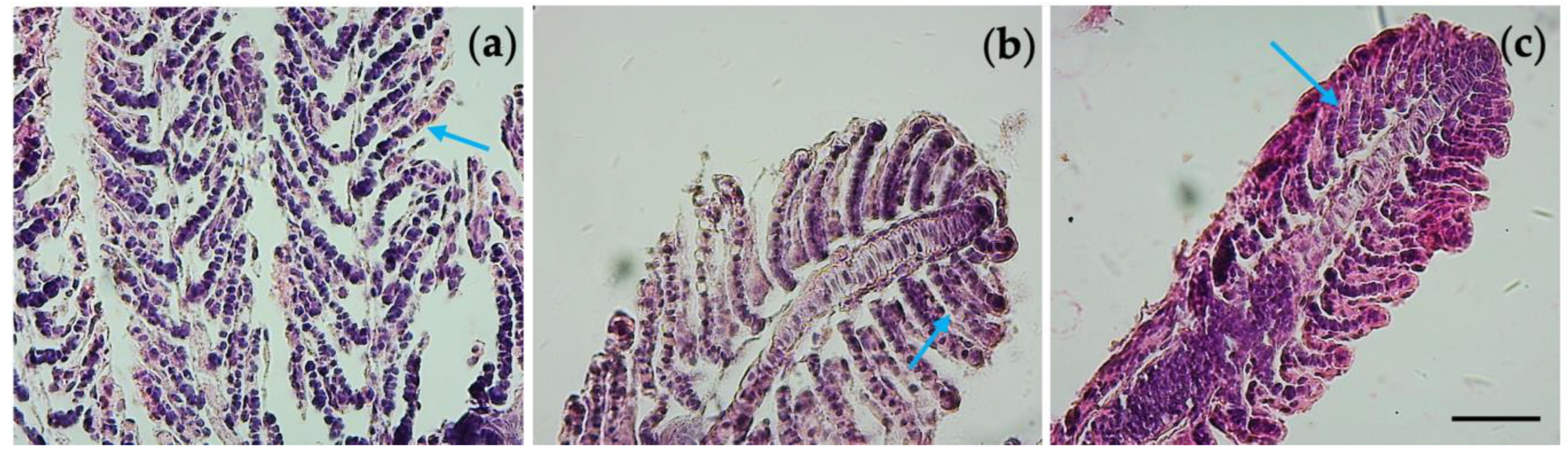 Nanomaterials 13 01783 g006 Nanomaterials 13 01783 g006