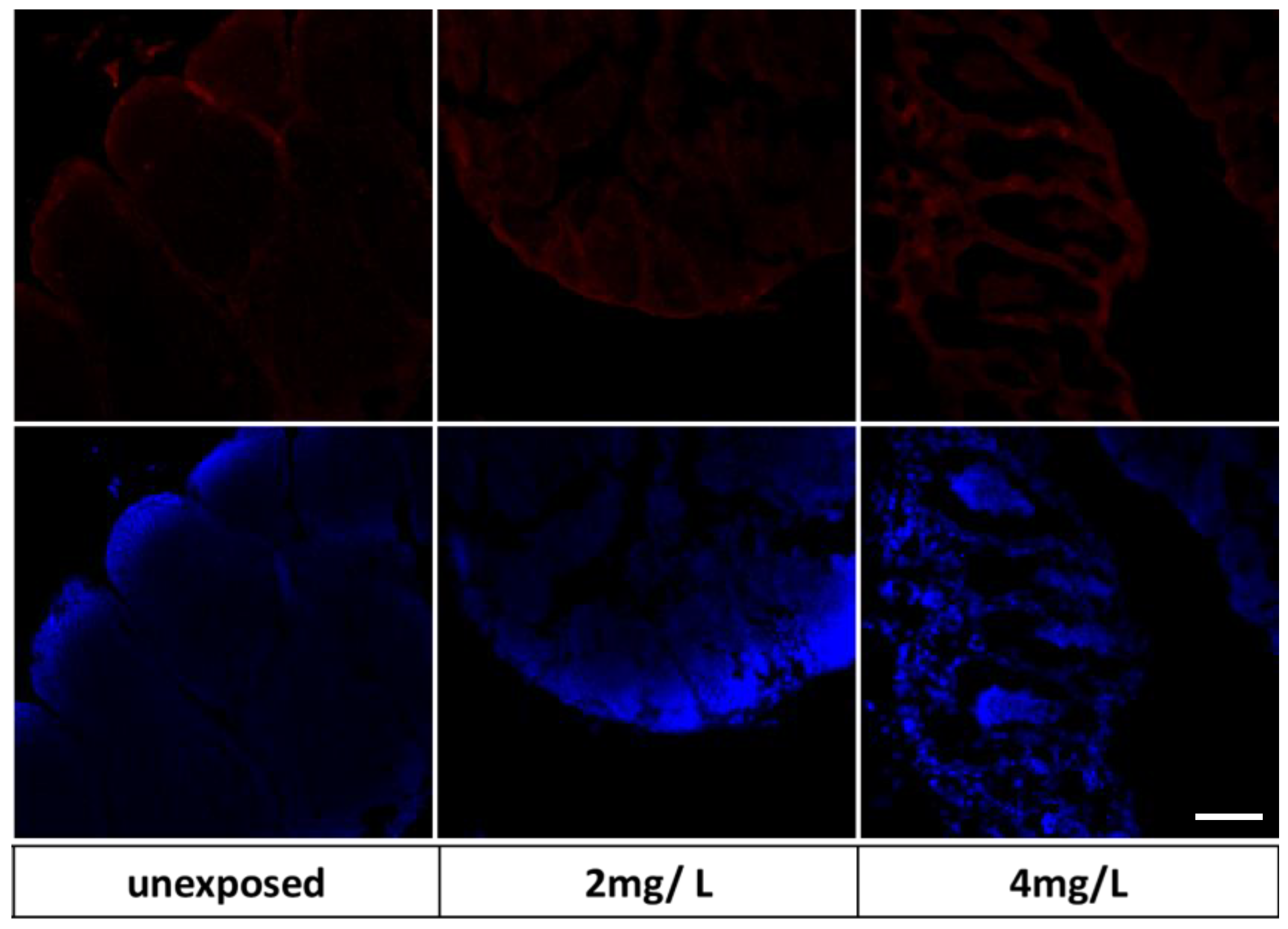 Nanomaterials 13 01783 g011 Nanomaterials 13 01783 g011