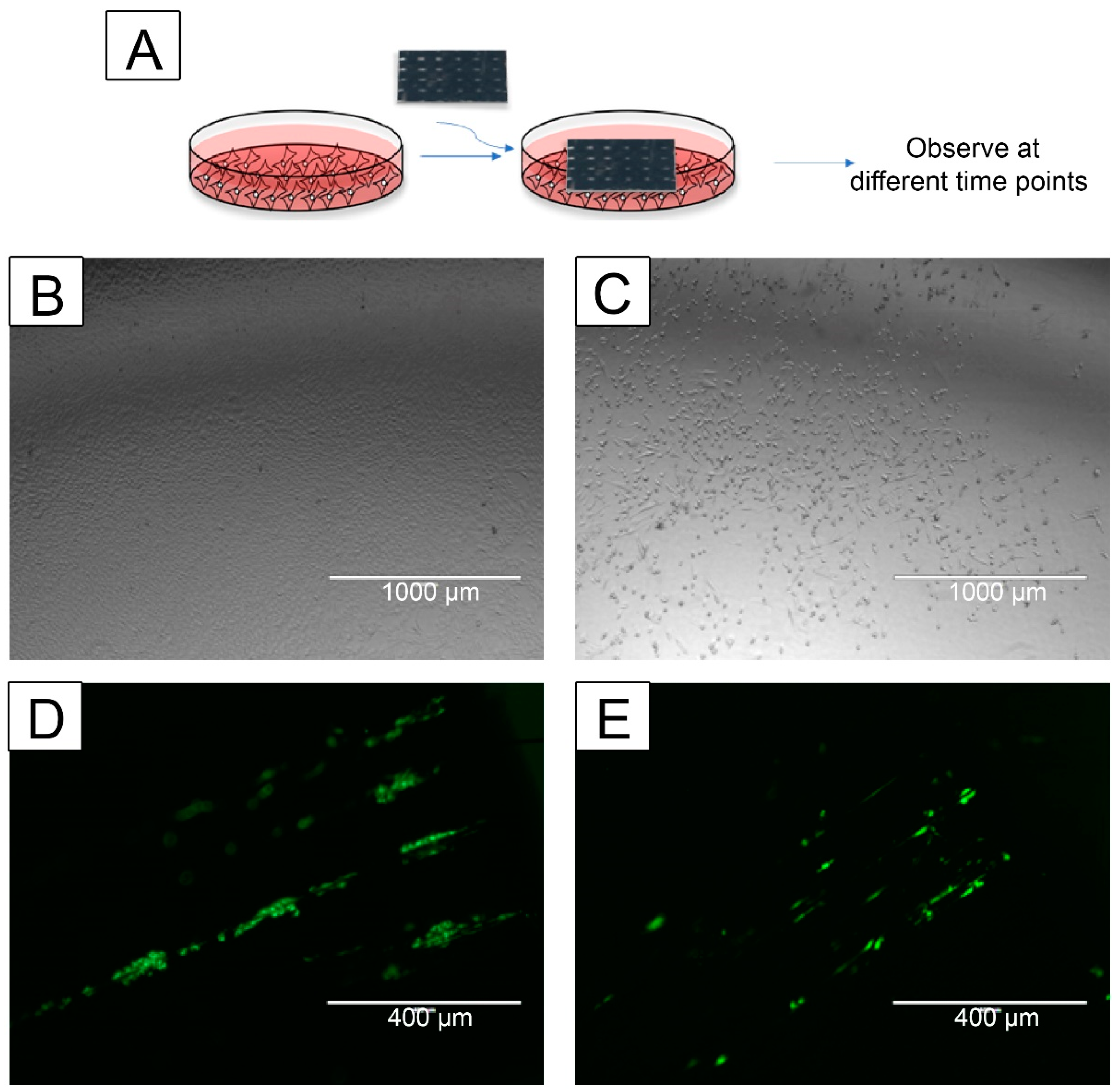 Nanomaterials 13 01791 g007