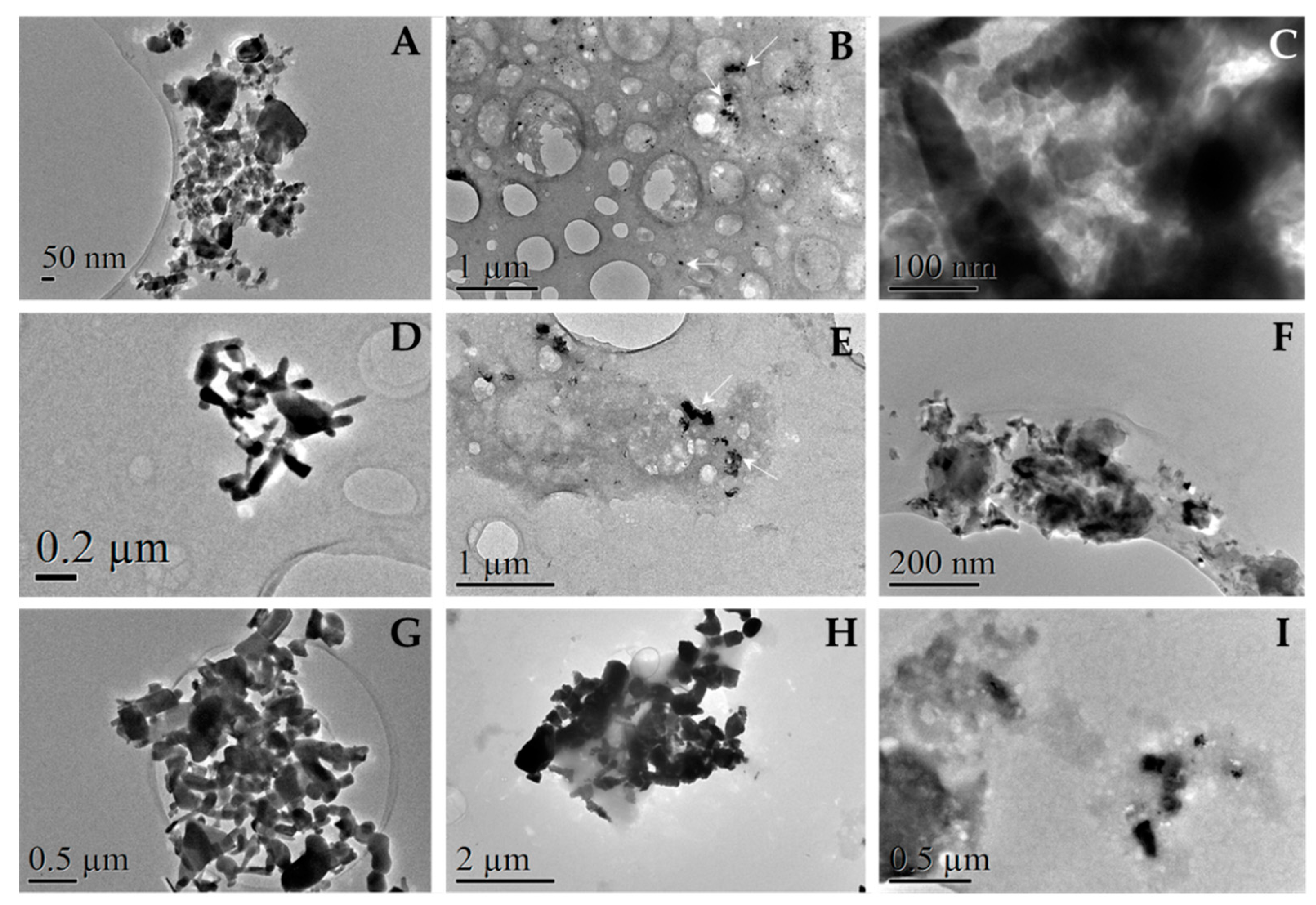 Nanomaterials 13 01800 g012