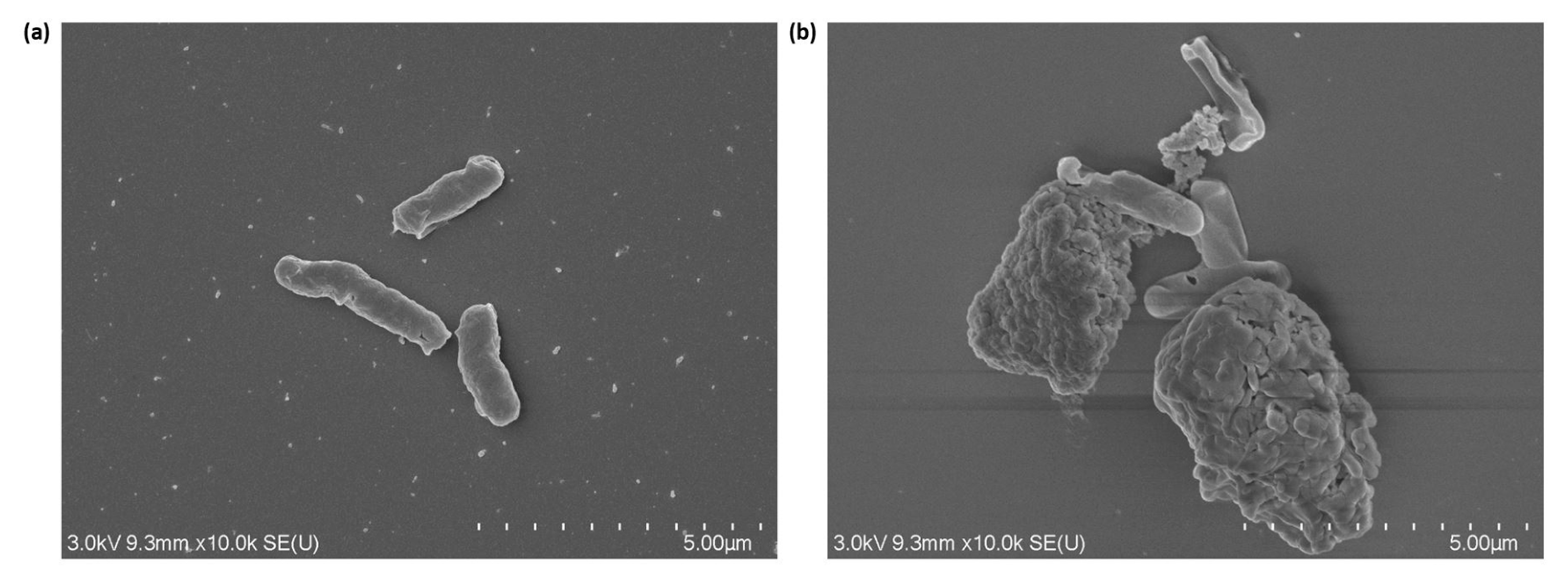 Nanomaterials 13 01825 g006 Nanomaterials 13 01825 g006