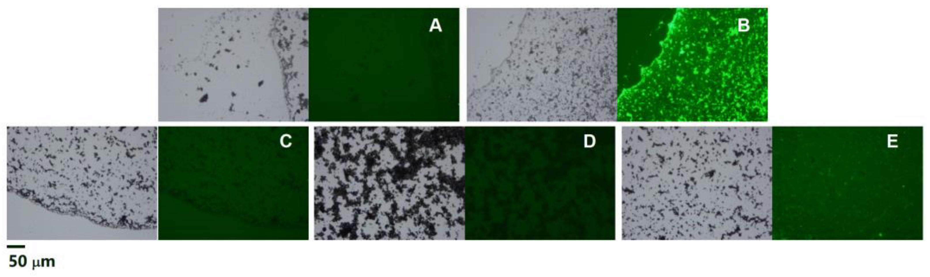 Nanomaterials 13 01837 g001 Nanomaterials 13 01837 g001
