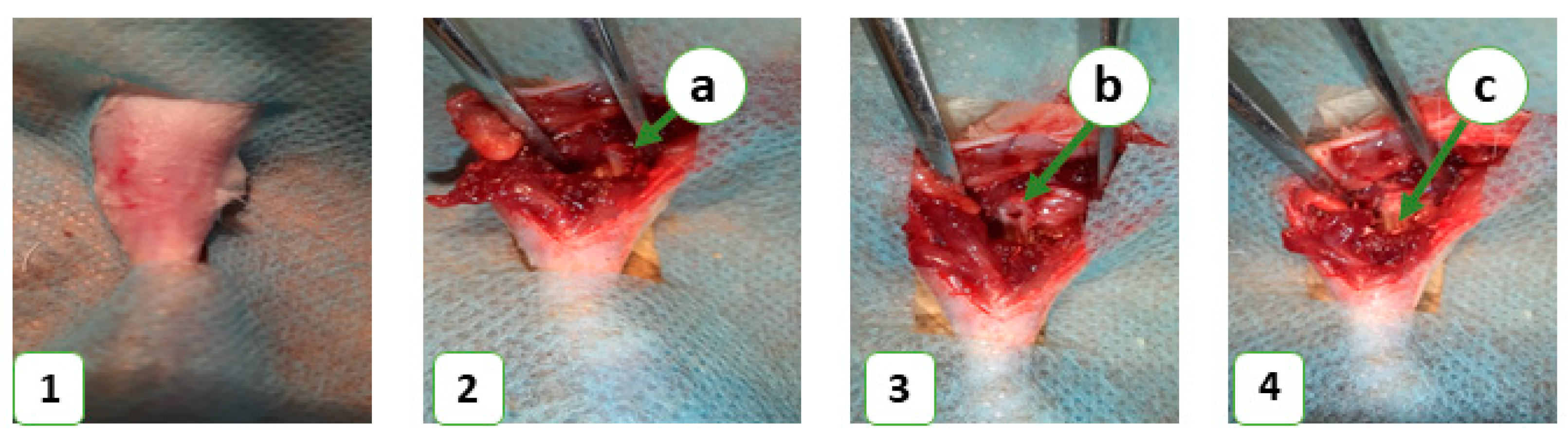 Nanomaterials 13 01876 g001