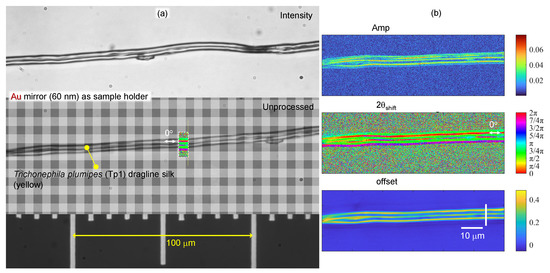 カズオ　シライシページ Structure and Optical Anisotropy of Spider Scales and Silk: The