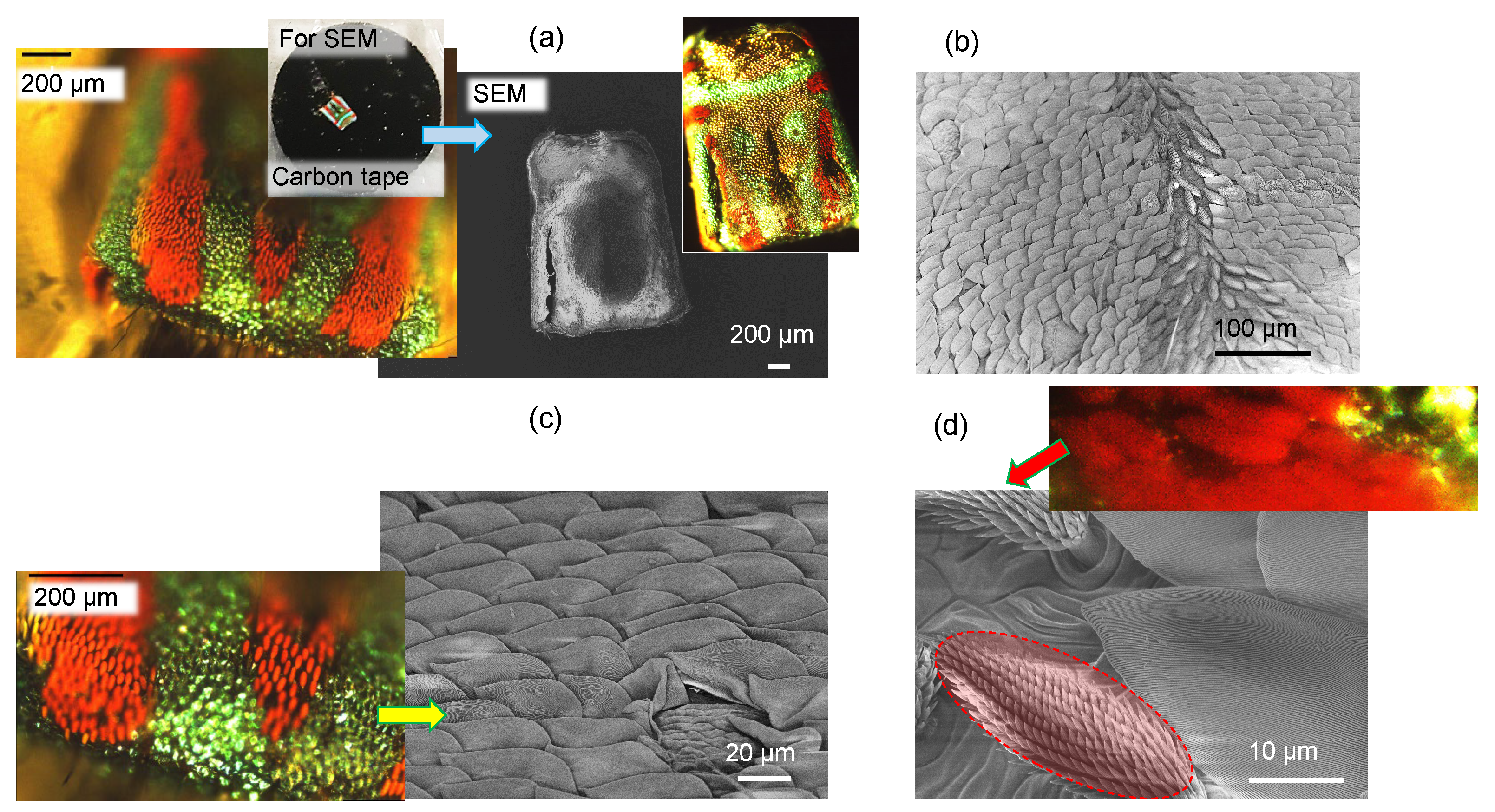 Nanomaterials 13 01894 g002