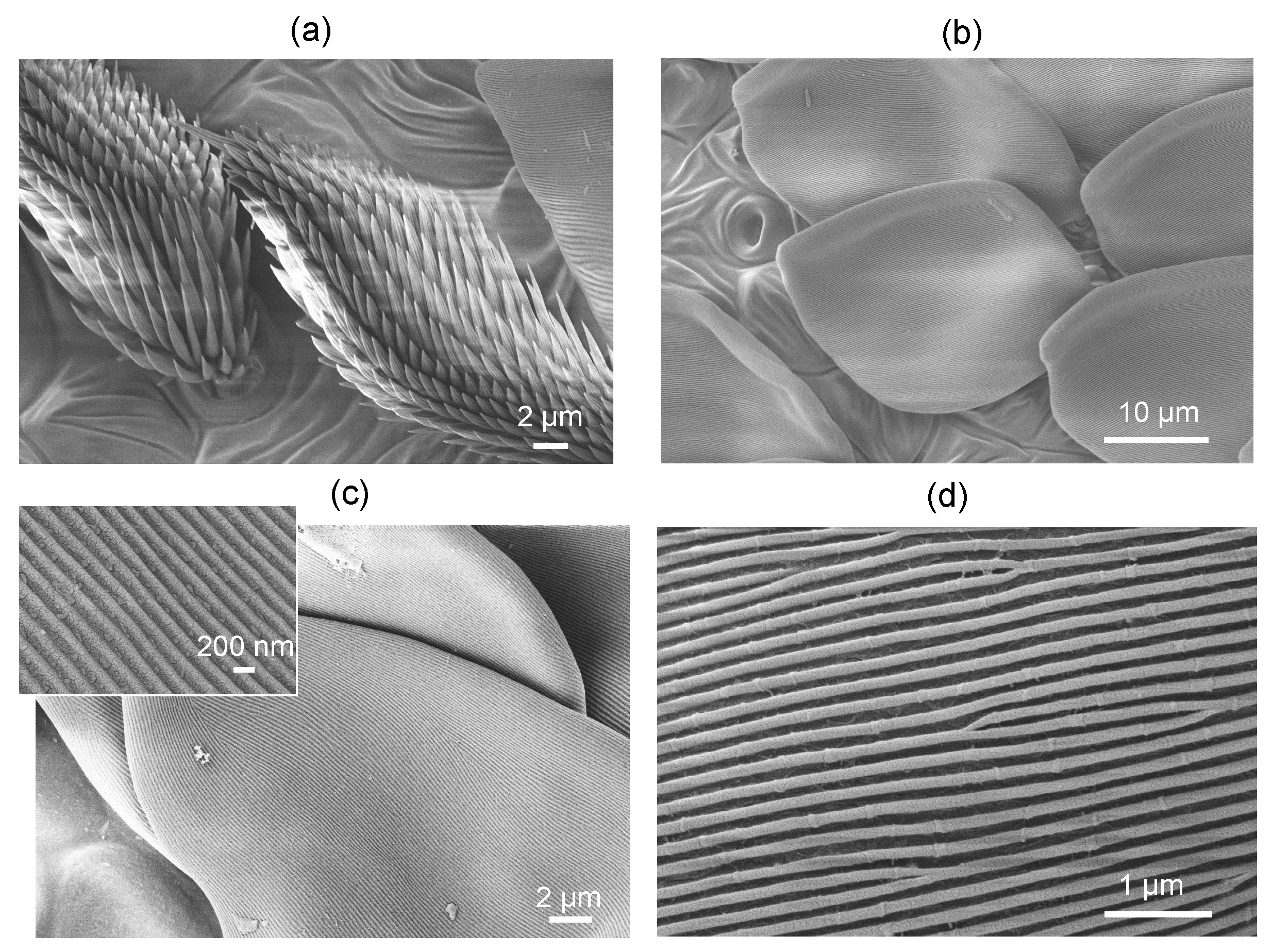 Nanomaterials 13 01894 g003