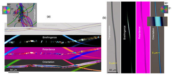 Structure and Optical Anisotropy of Spider Scales and Silk: The