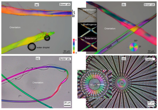 Structure and Optical Anisotropy of Spider Scales and Silk: The