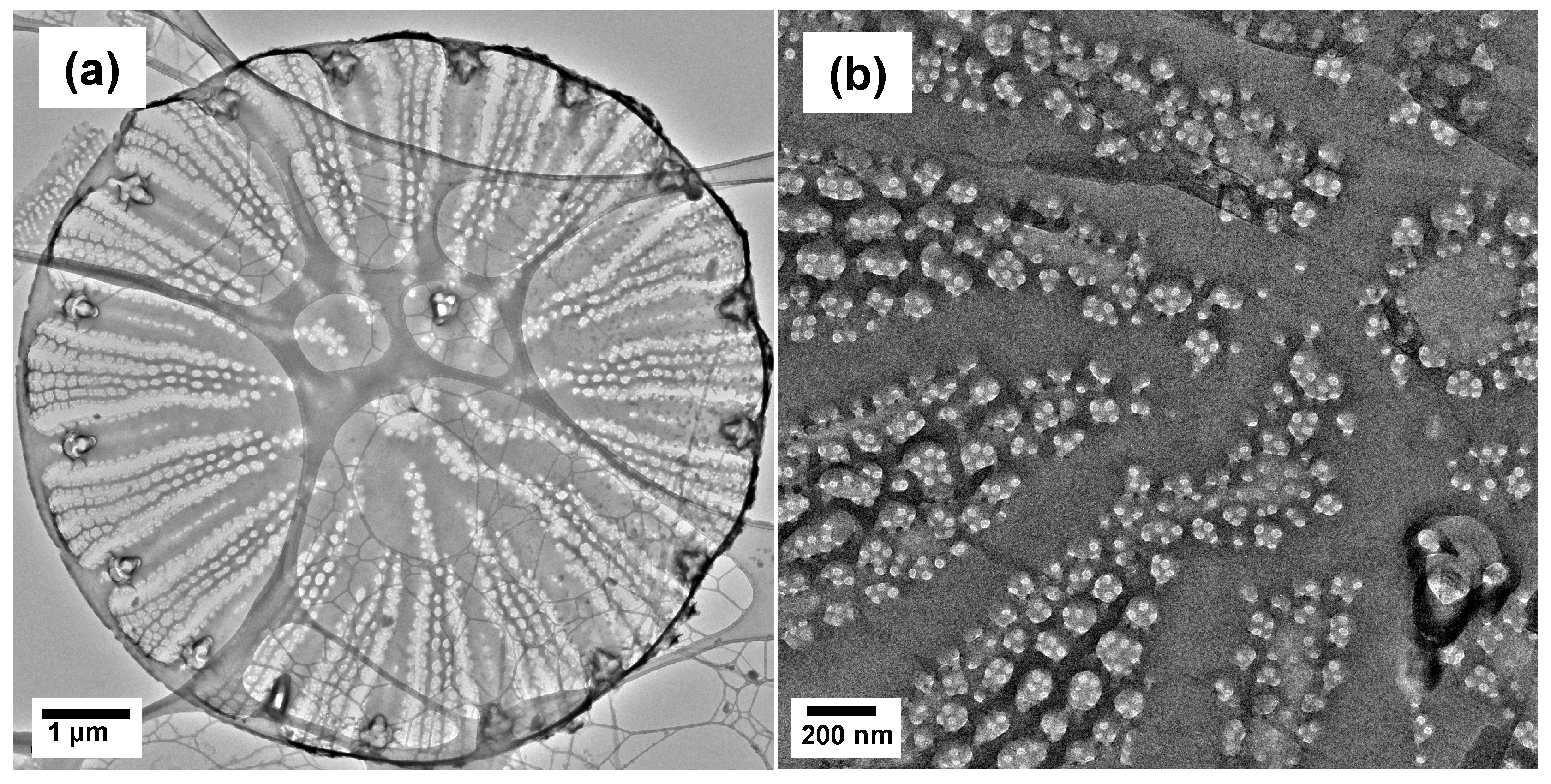 Nanomaterials 13 01950 g003a