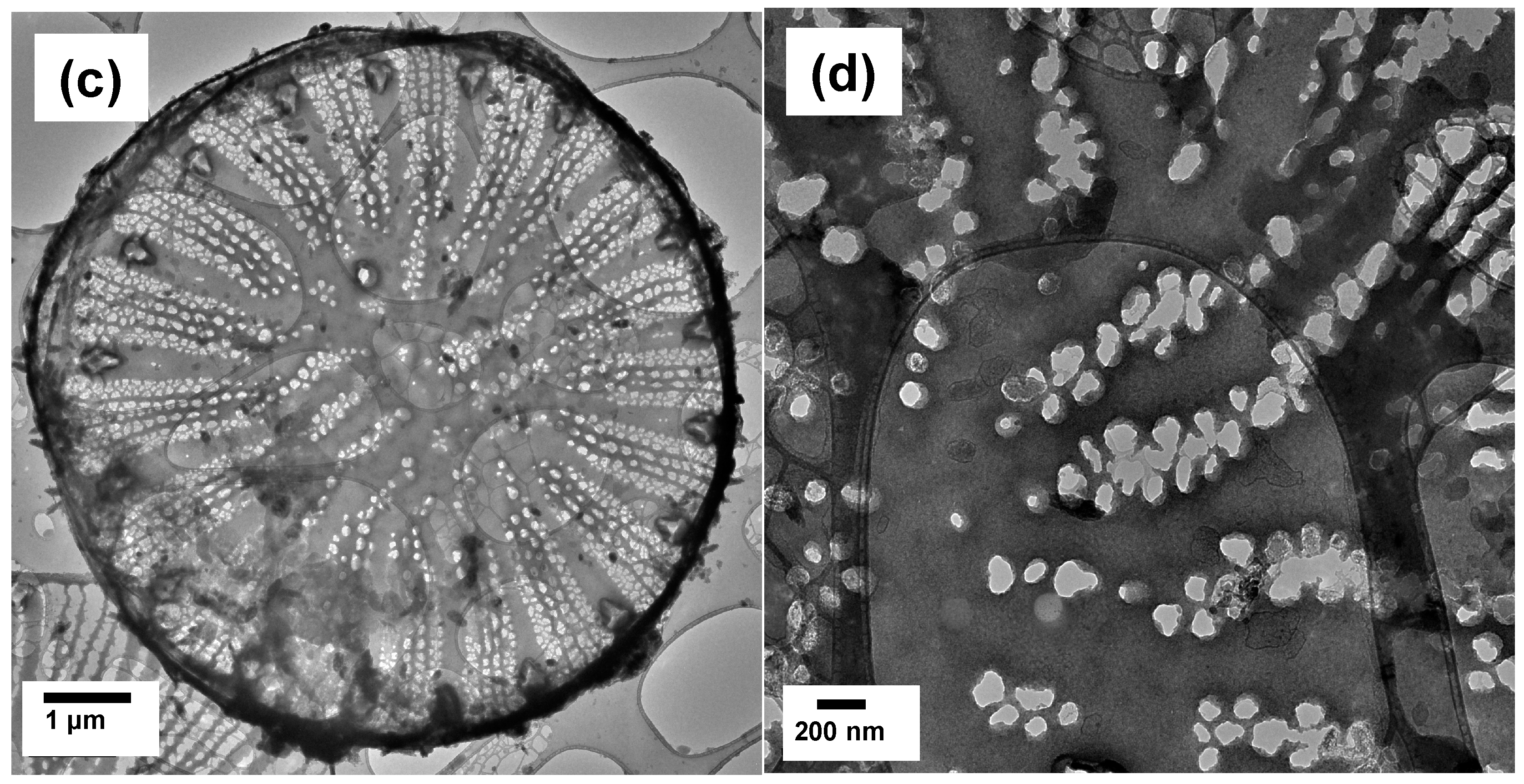 Nanomaterials 13 01950 g003b