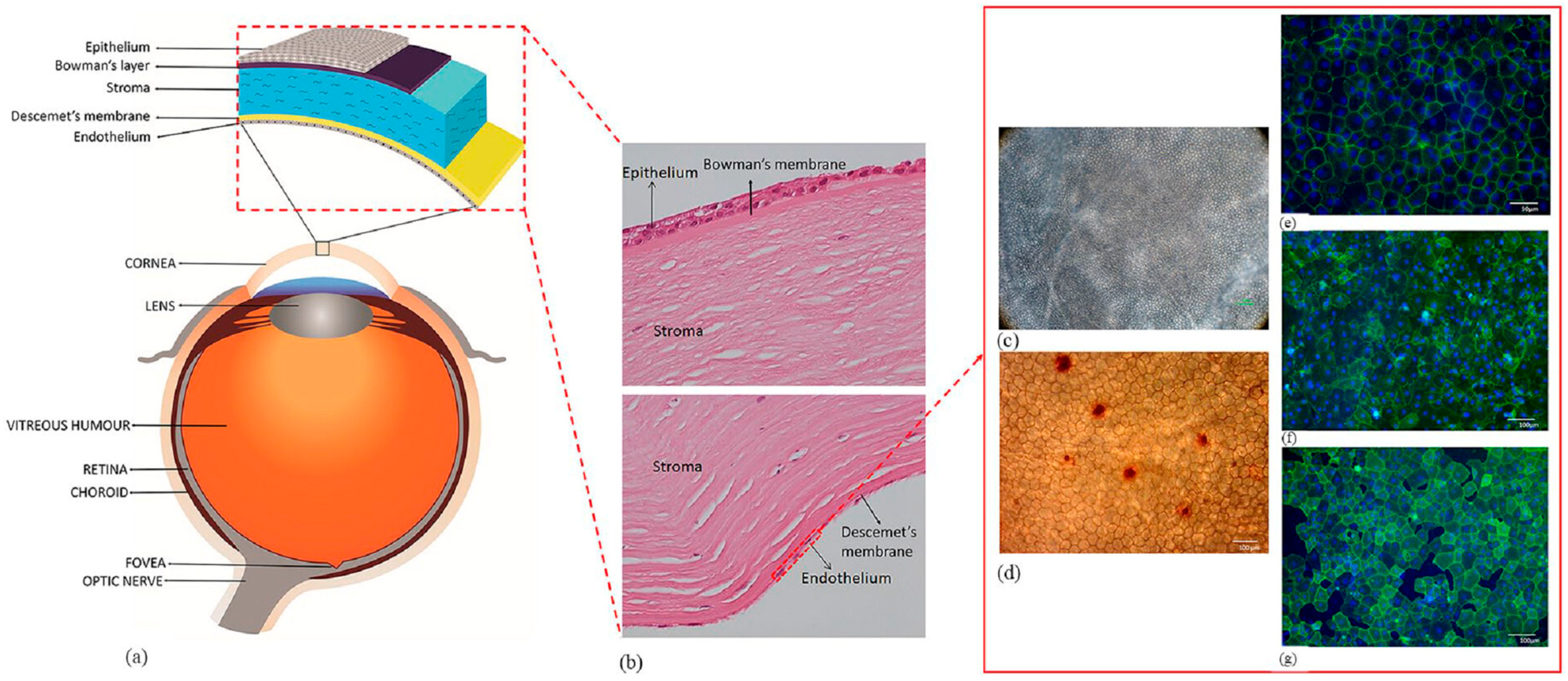 Nanomaterials 13 01976 g001