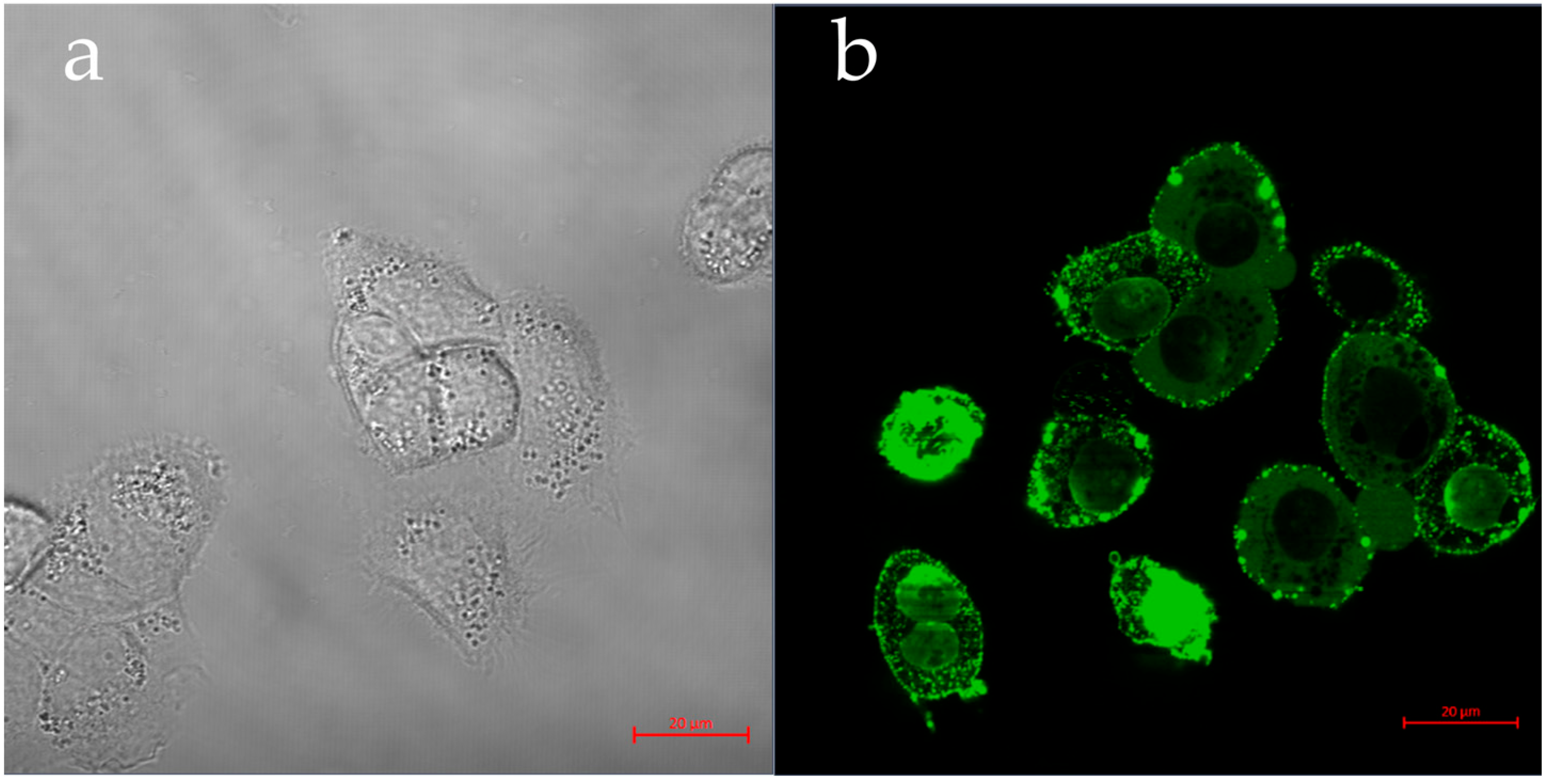 Nanomaterials 13 01988 g007