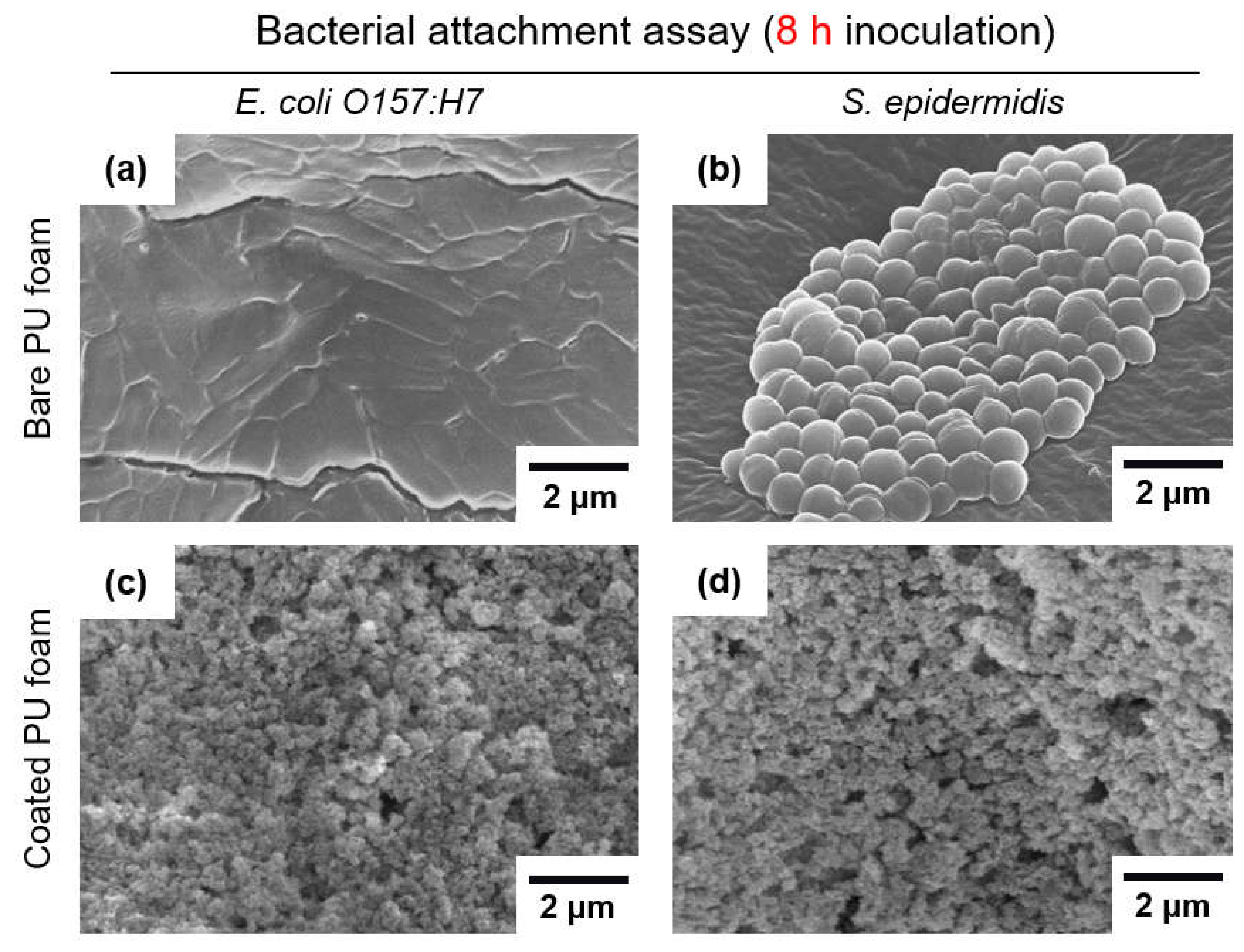Nanomaterials | Free Full-Text | Silica Nanoparticle-Infused Omniphobic ...