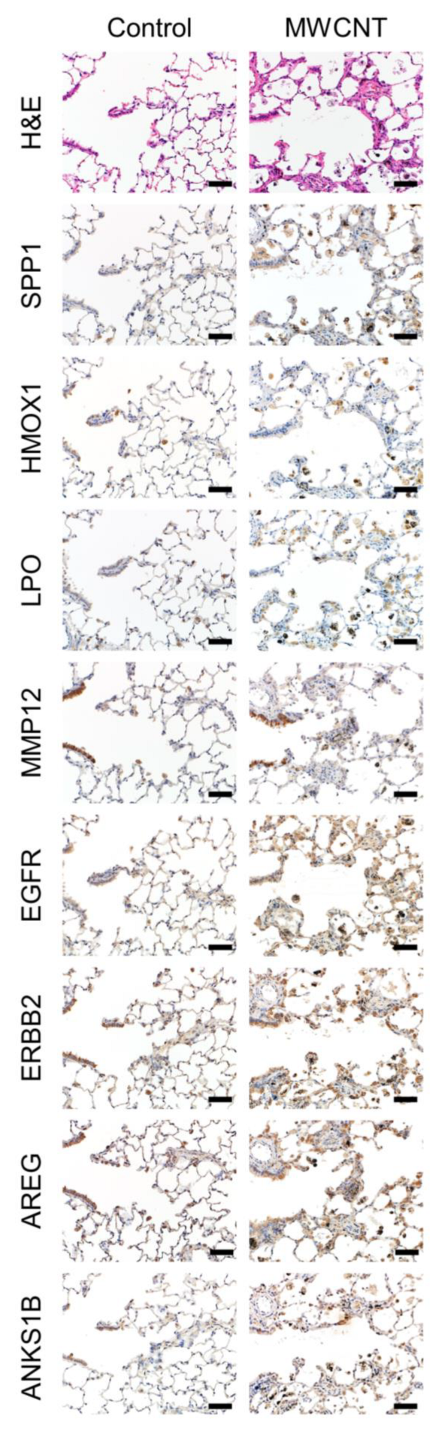 Nanomaterials 13 02105 g008