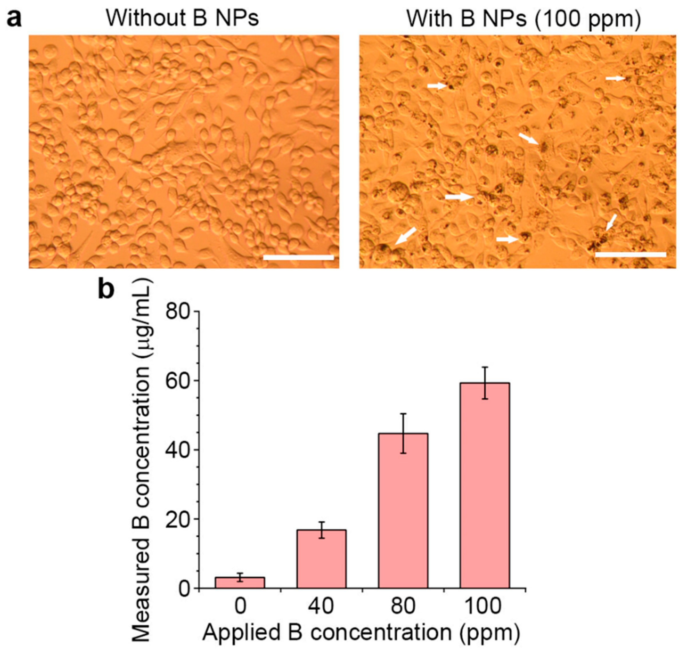 Nanomaterials 13 02167 g002 Nanomaterials 13 02167 g002