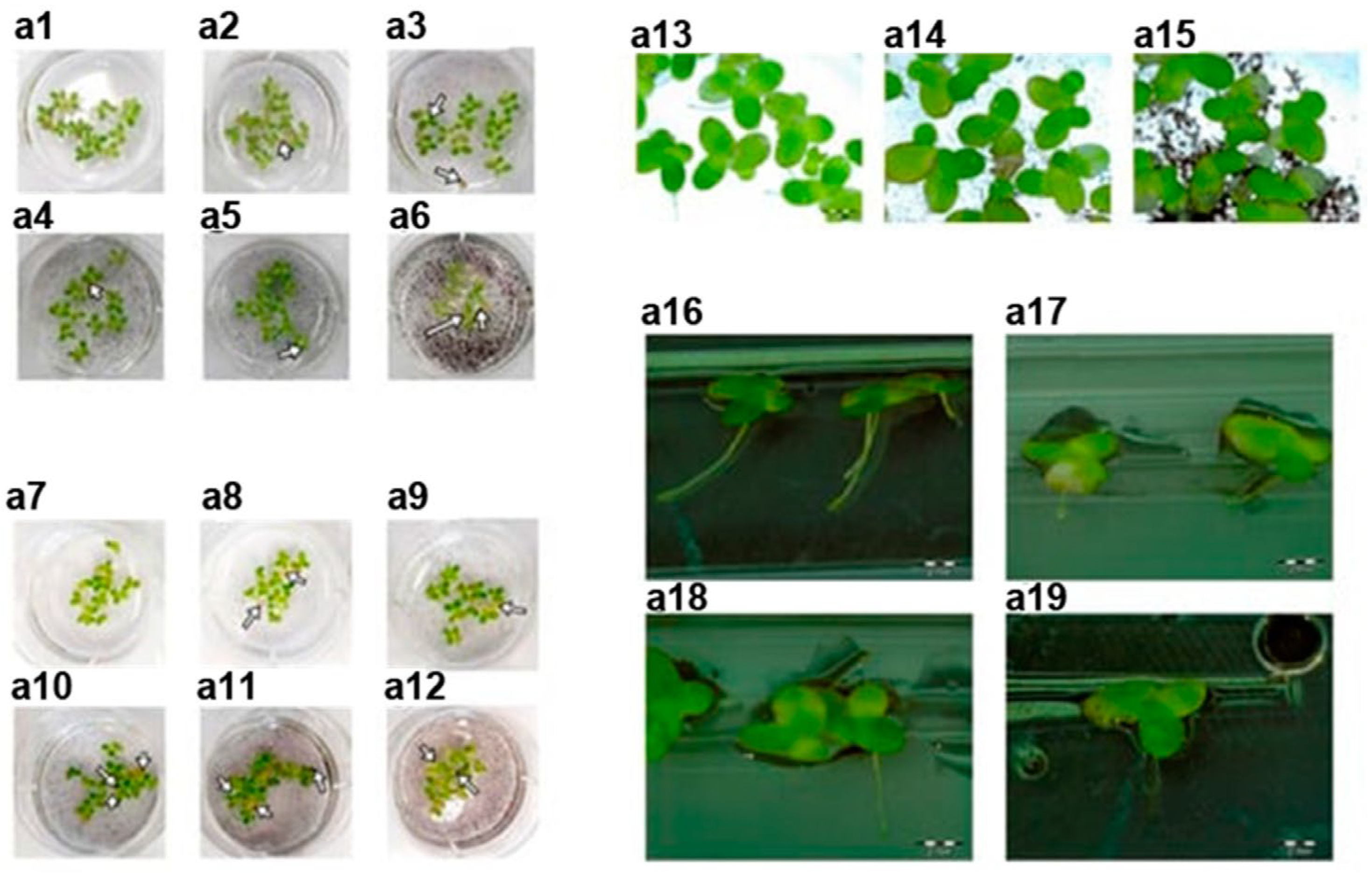 Nanomaterials 13 02181 g002 Nanomaterials 13 02181 g002