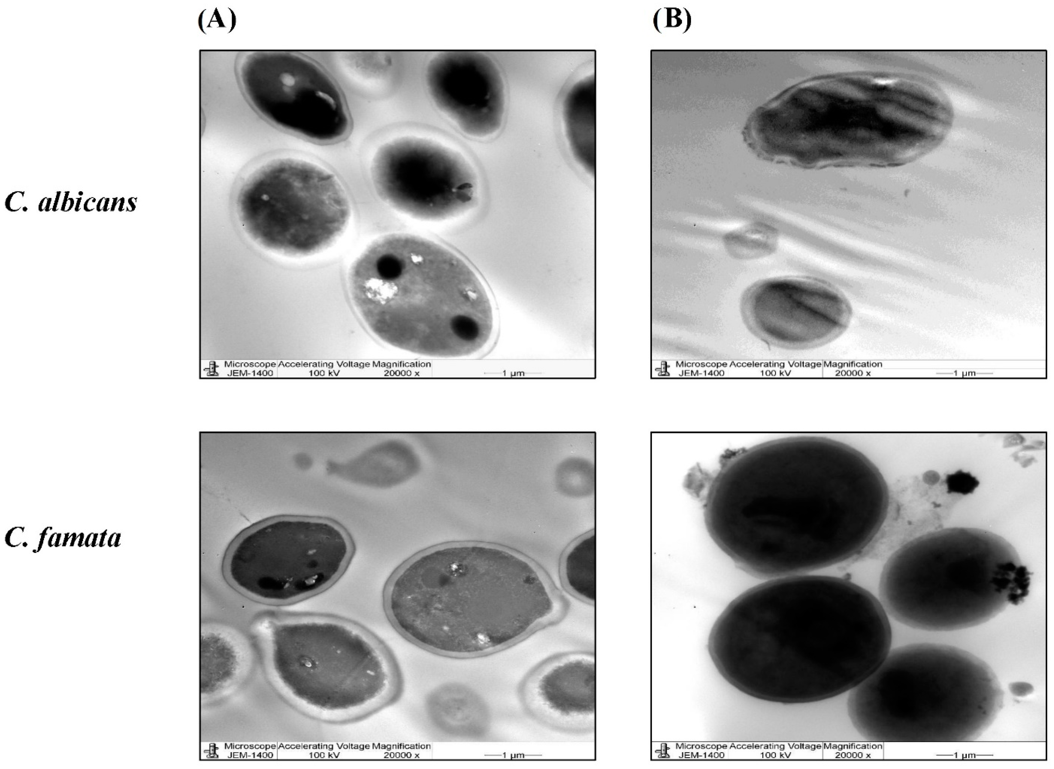 Nanomaterials 13 02198 g007 Nanomaterials 13 02198 g007