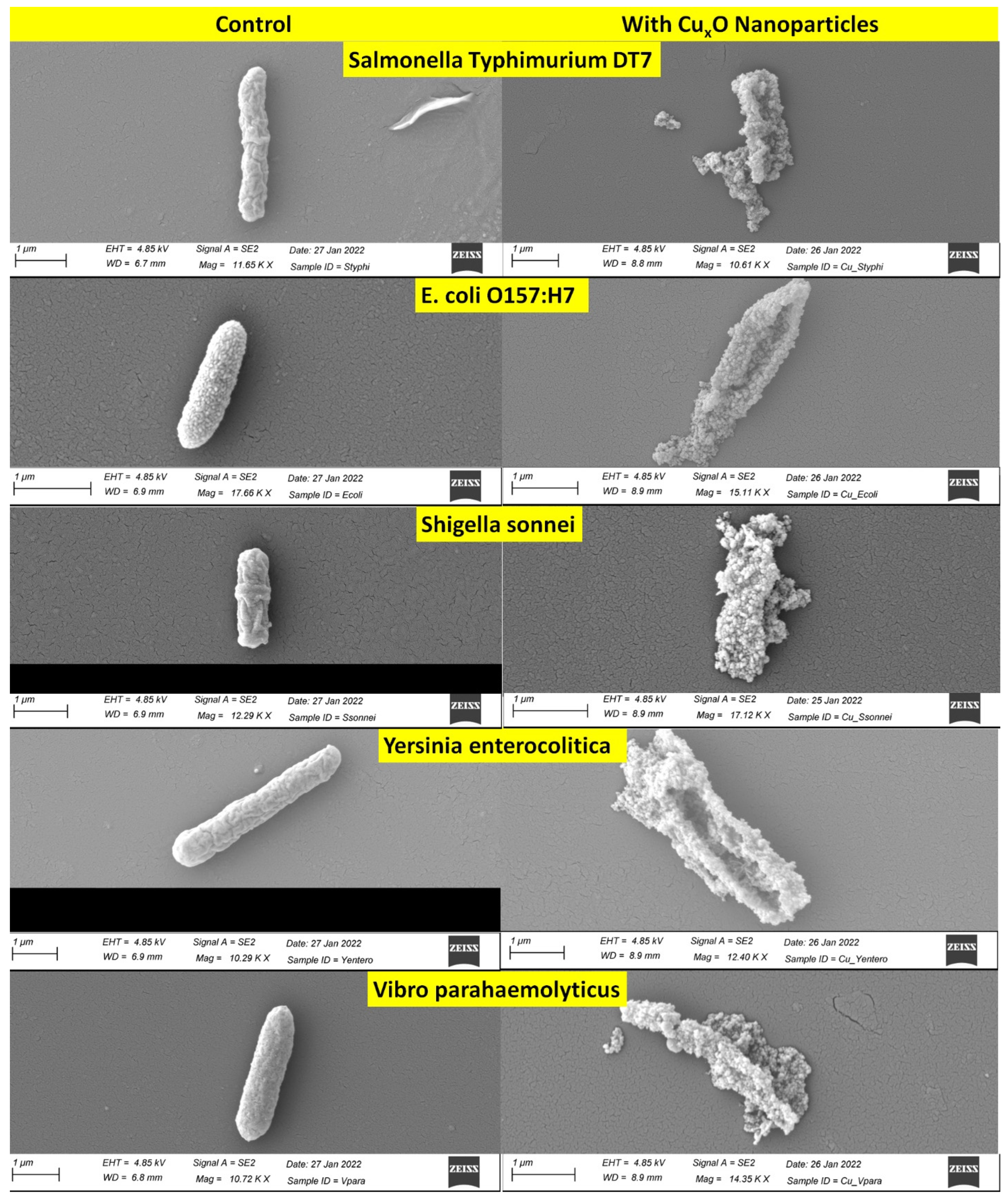 Nanomaterials 13 02206 g005