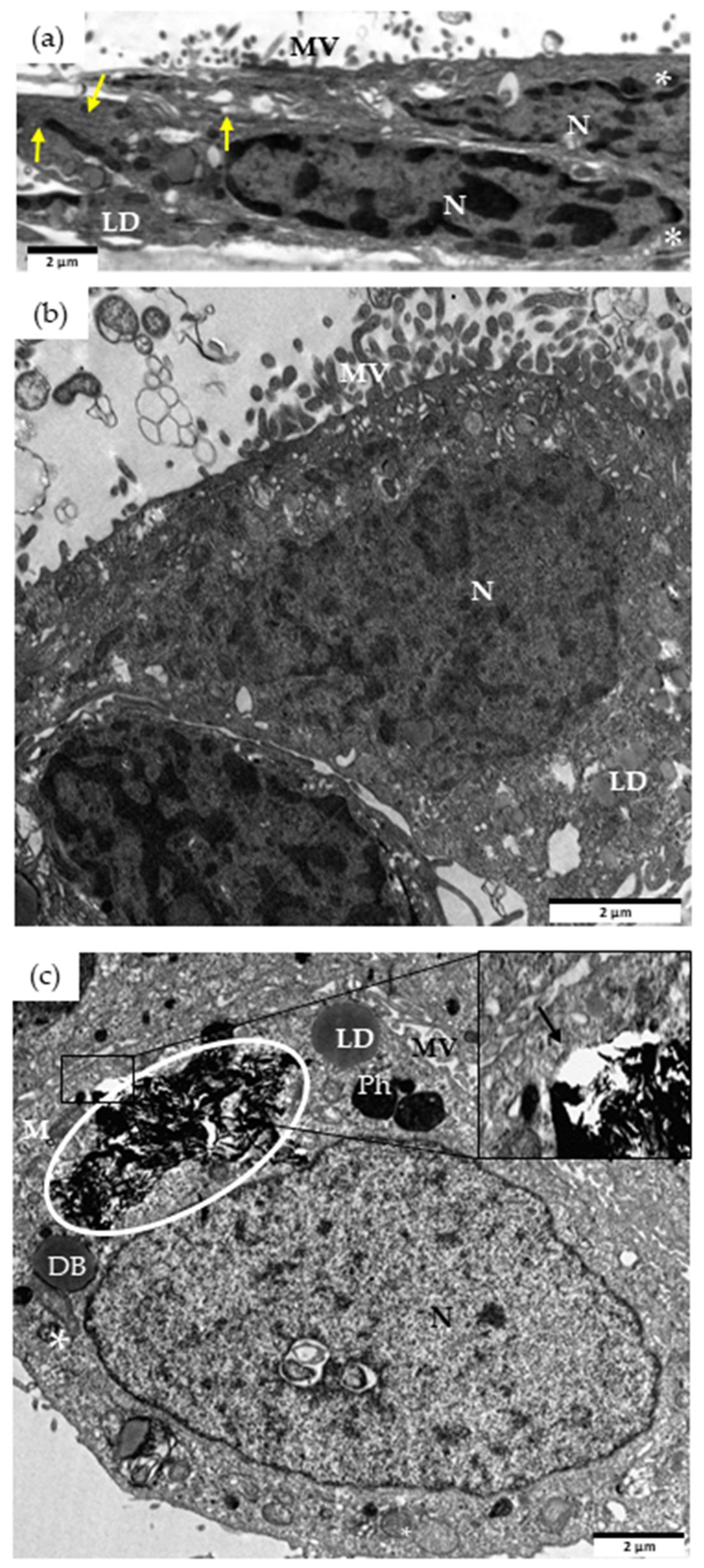 Nanomaterials 13 02285 g004 Nanomaterials 13 02285 g004