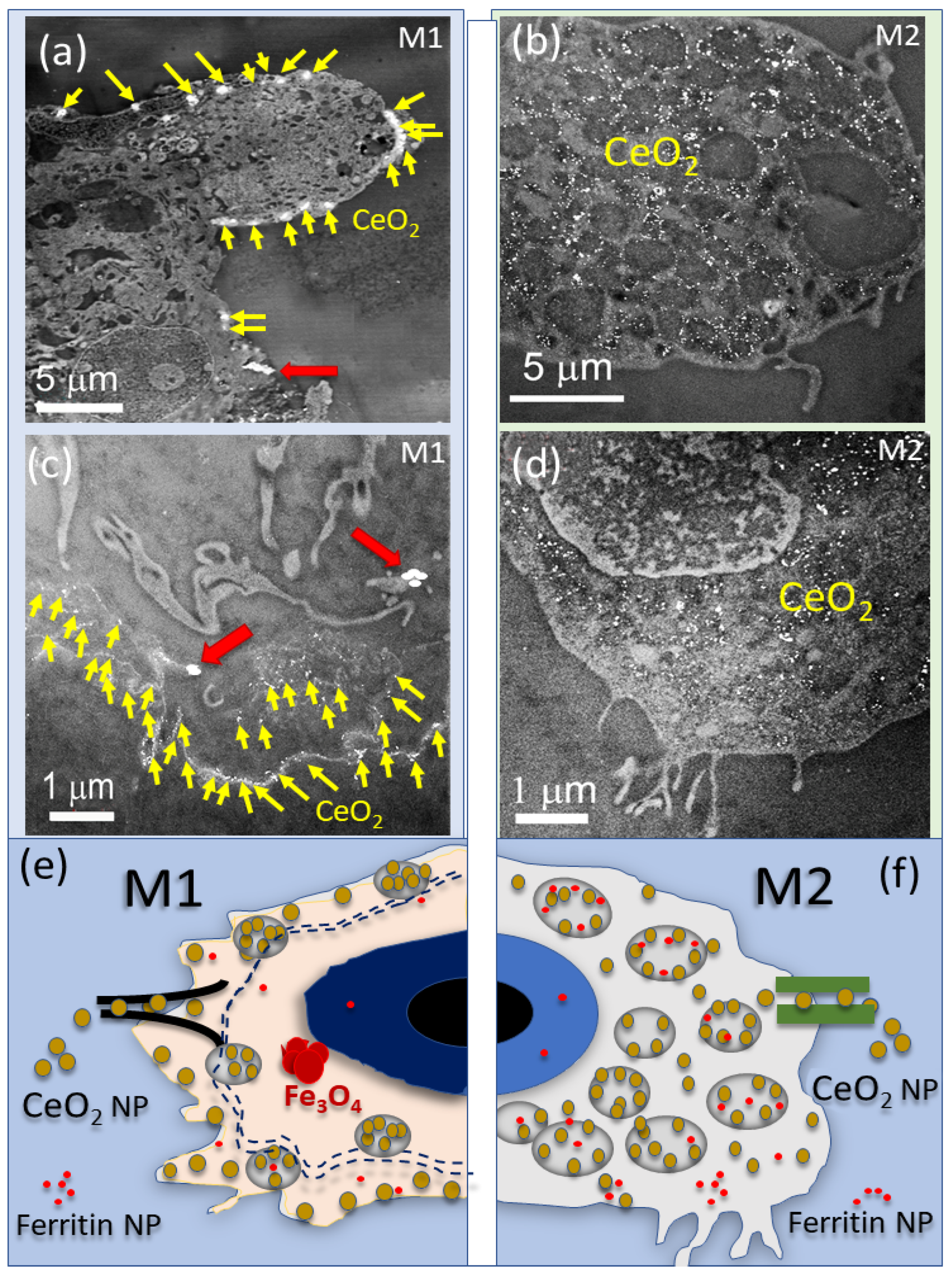 Nanomaterials 13 02298 g002