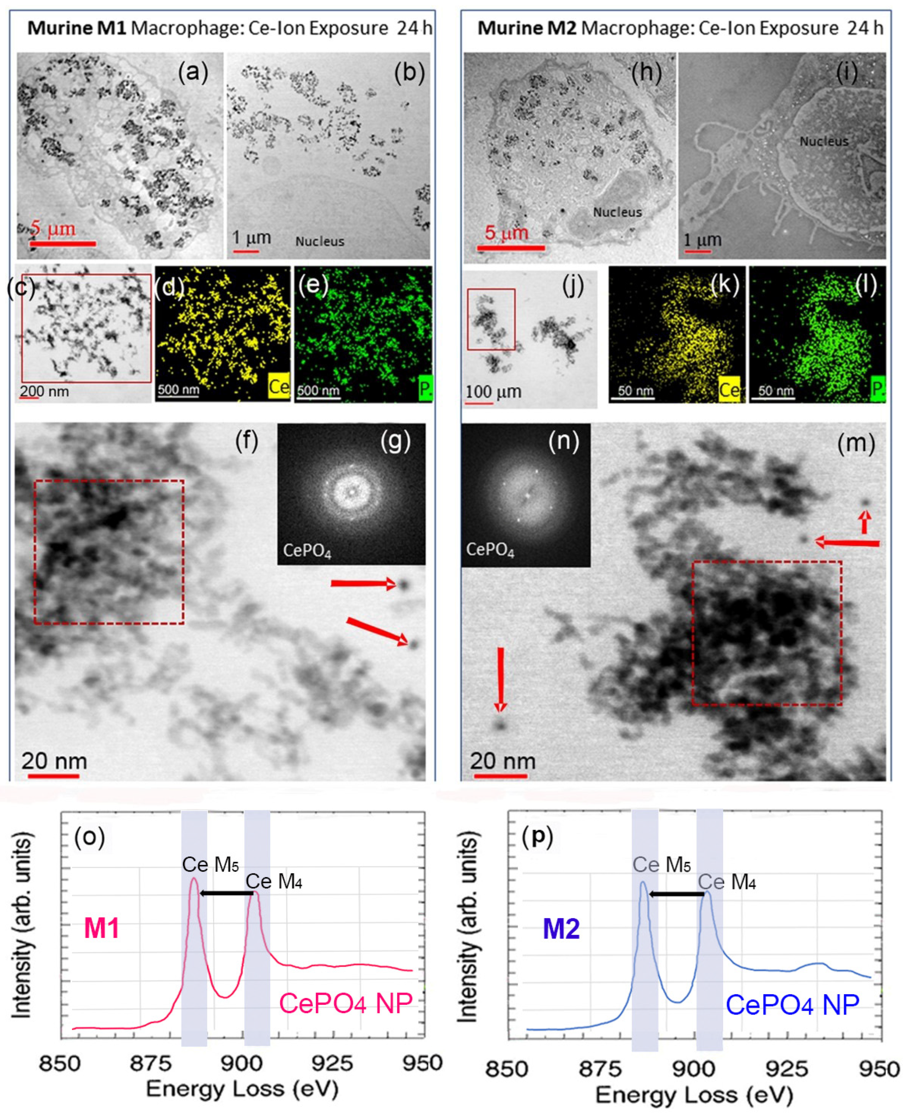 Nanomaterials 13 02298 g005